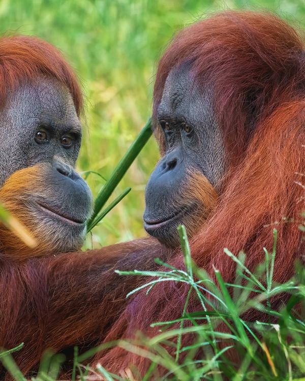 Two wild Sumatran orangutans resting together in the green undergrowth of the Gunung Leuser rainforest near Bukit Lawang, North Sumatra