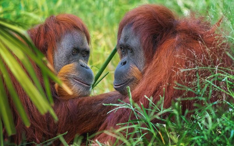 Two wild Sumatran orangutans resting together in the green undergrowth of the Gunung Leuser rainforest near Bukit Lawang, North Sumatra