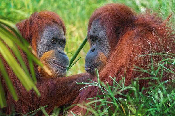 Two wild Sumatran orangutans resting together in the green undergrowth of the Gunung Leuser rainforest near Bukit Lawang, North Sumatra