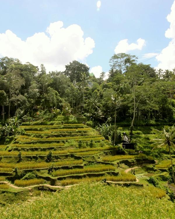 Bali highlights — Ubud rice terraces, Canggu surf and Uluwatu cliffs