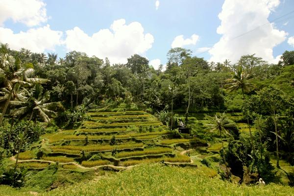 Bali highlights — Ubud rice terraces, Canggu surf and Uluwatu cliffs