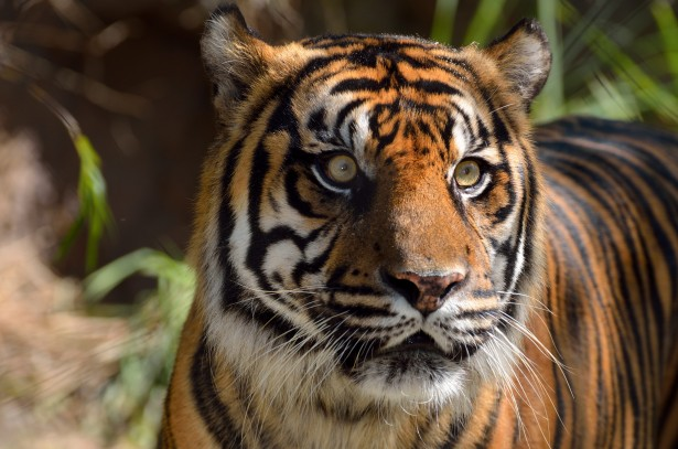 A Sumatran tiger in dappled forest light