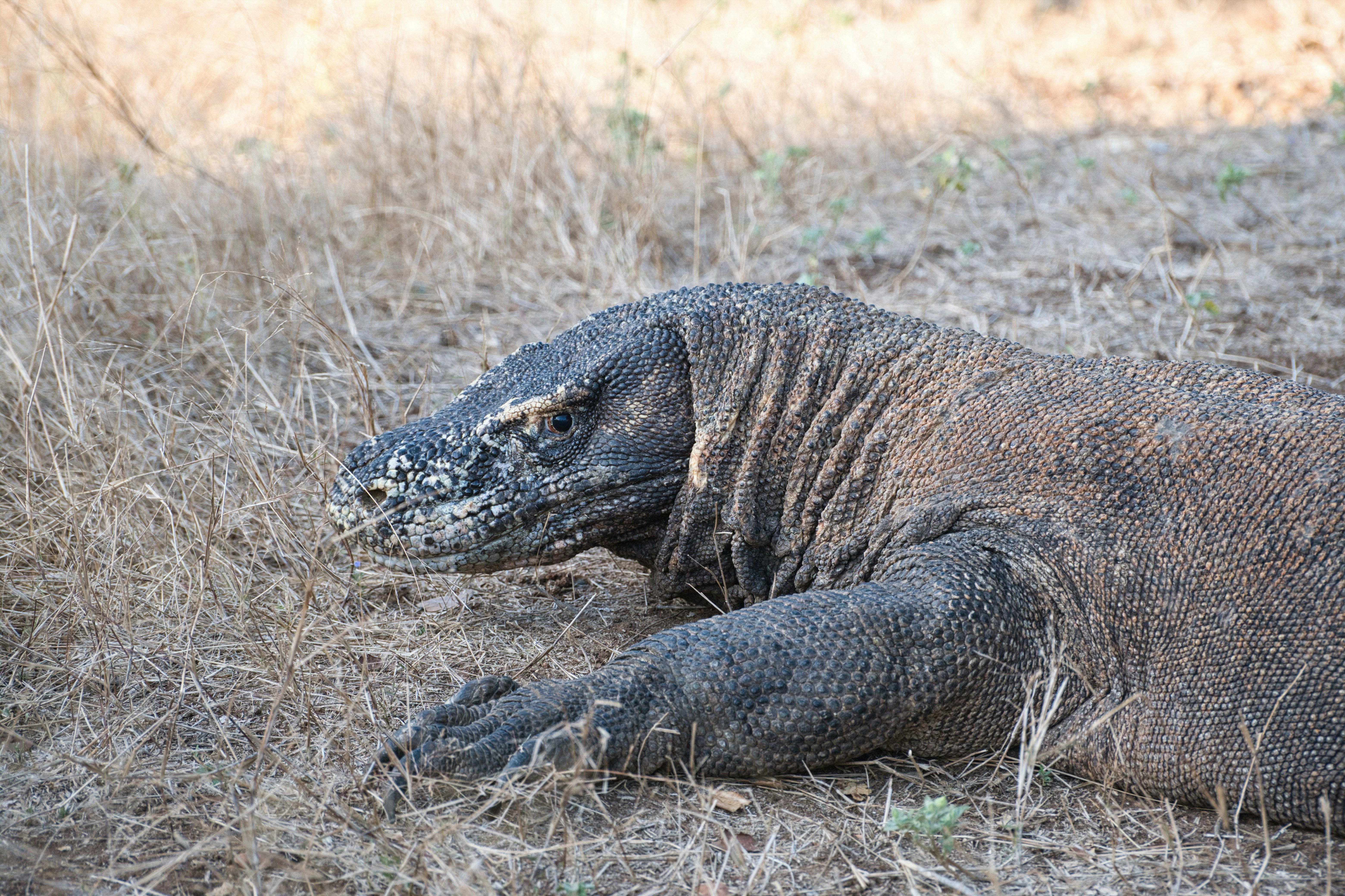 Bali, Komodo and Sumba — jungle, dragons and white-sand surf beaches