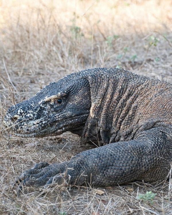 Bali, Komodo and Sumba — jungle, dragons and white-sand surf beaches