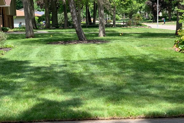 A fresh cut lawn
