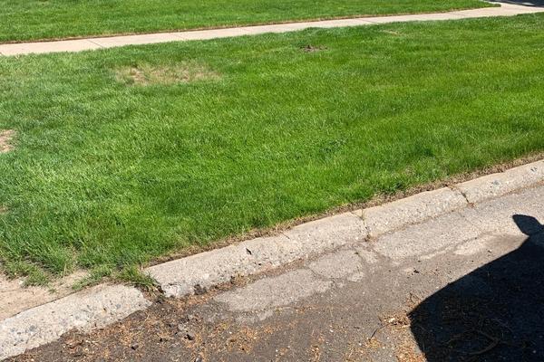 A different vantage point of a freshly mowed lawn