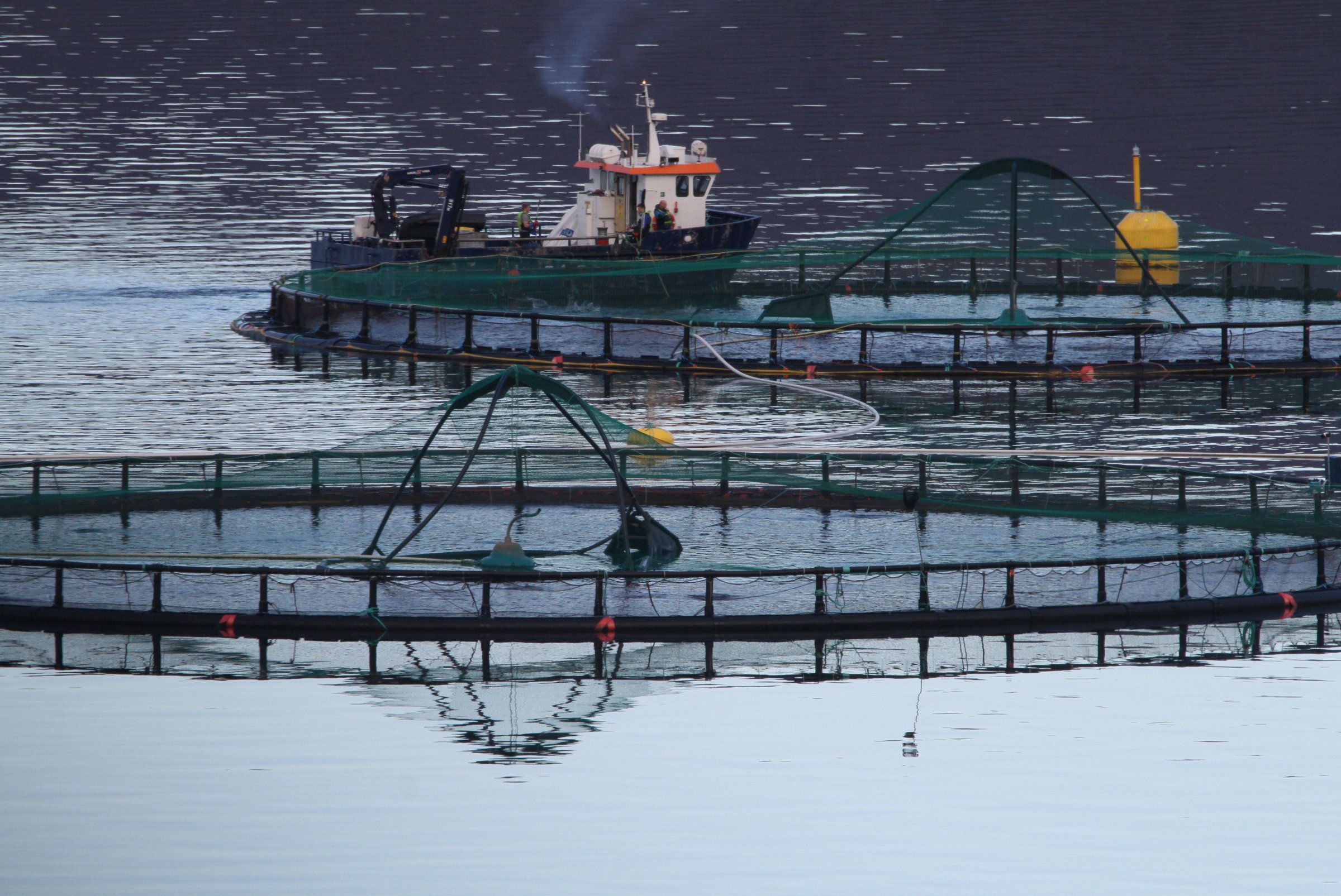 Fra Marine Harvest sitt lakseoppdrettsanlegg i Kvænangen, Troms