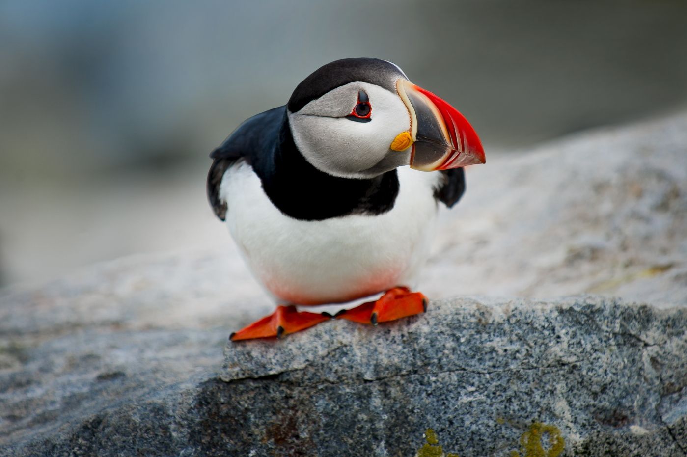 A single Atlantic Puffin perches on the edge of a rock in soft overcast light on Machias Seal Island.