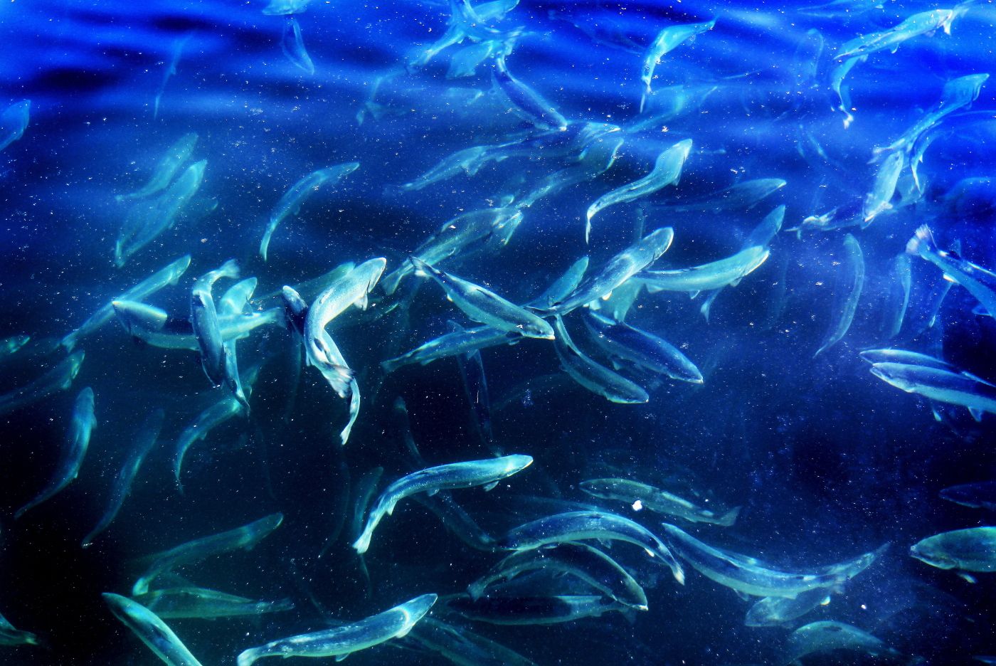 Foto: Gorm Kallestad / Scanpix