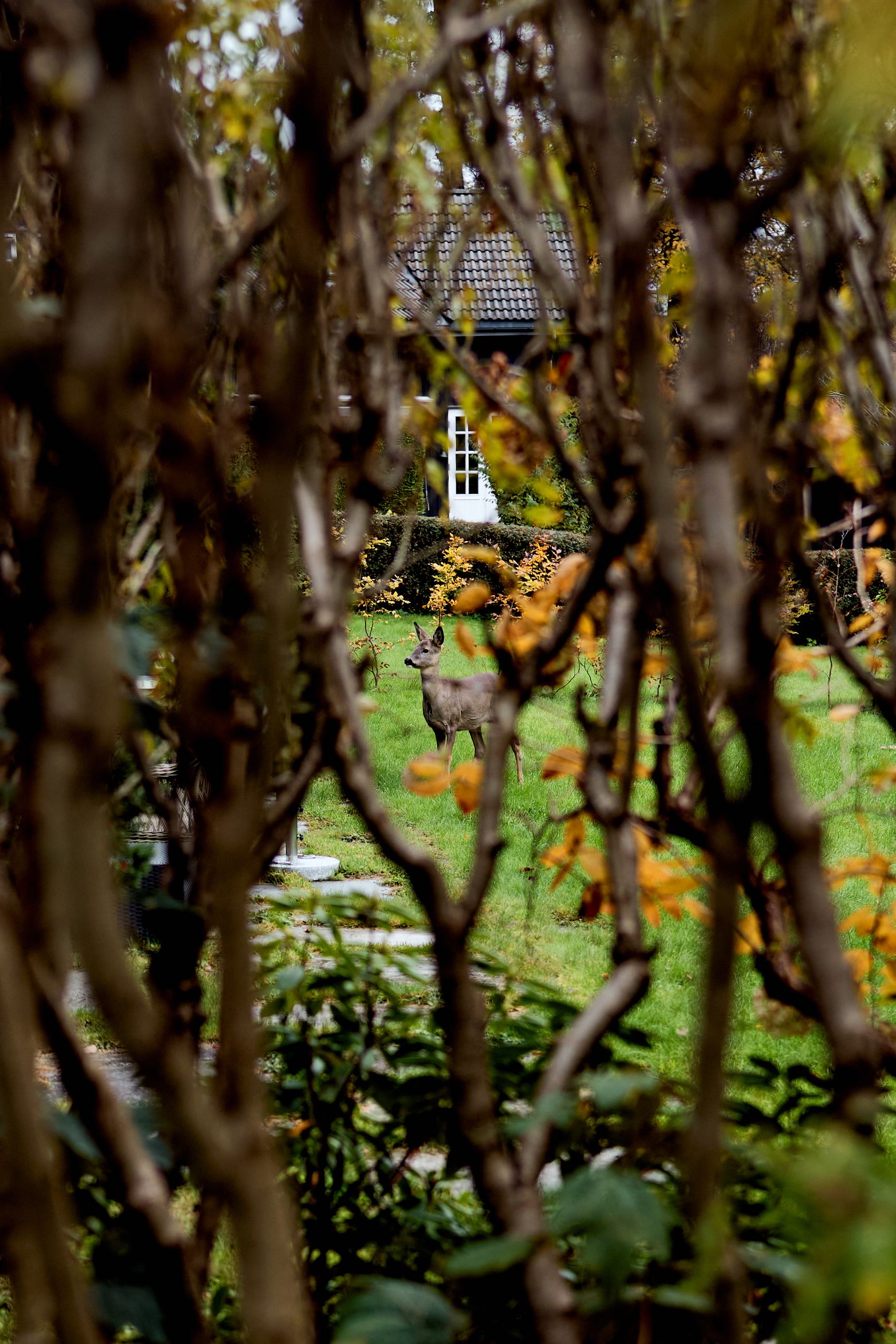 VILT: Et rådyr har det svært så komfortabelt i P.T. Mallings vei, ytterst på Bygdøy. Rådyrt er det også i gata generelt. Men flere av boligene ligger på topplista over dem som har fått størst skattelettelser.