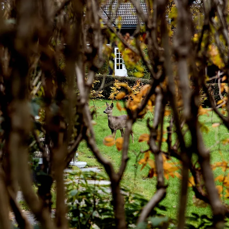 VILT: Et rådyr har det svært så komfortabelt i P.T. Mallings vei, ytterst på Bygdøy. Rådyrt er det også i gata generelt. Men flere av boligene ligger på topplista over dem som har fått størst skattelettelser.
