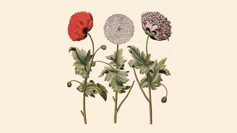 Klassekampens sommerfest