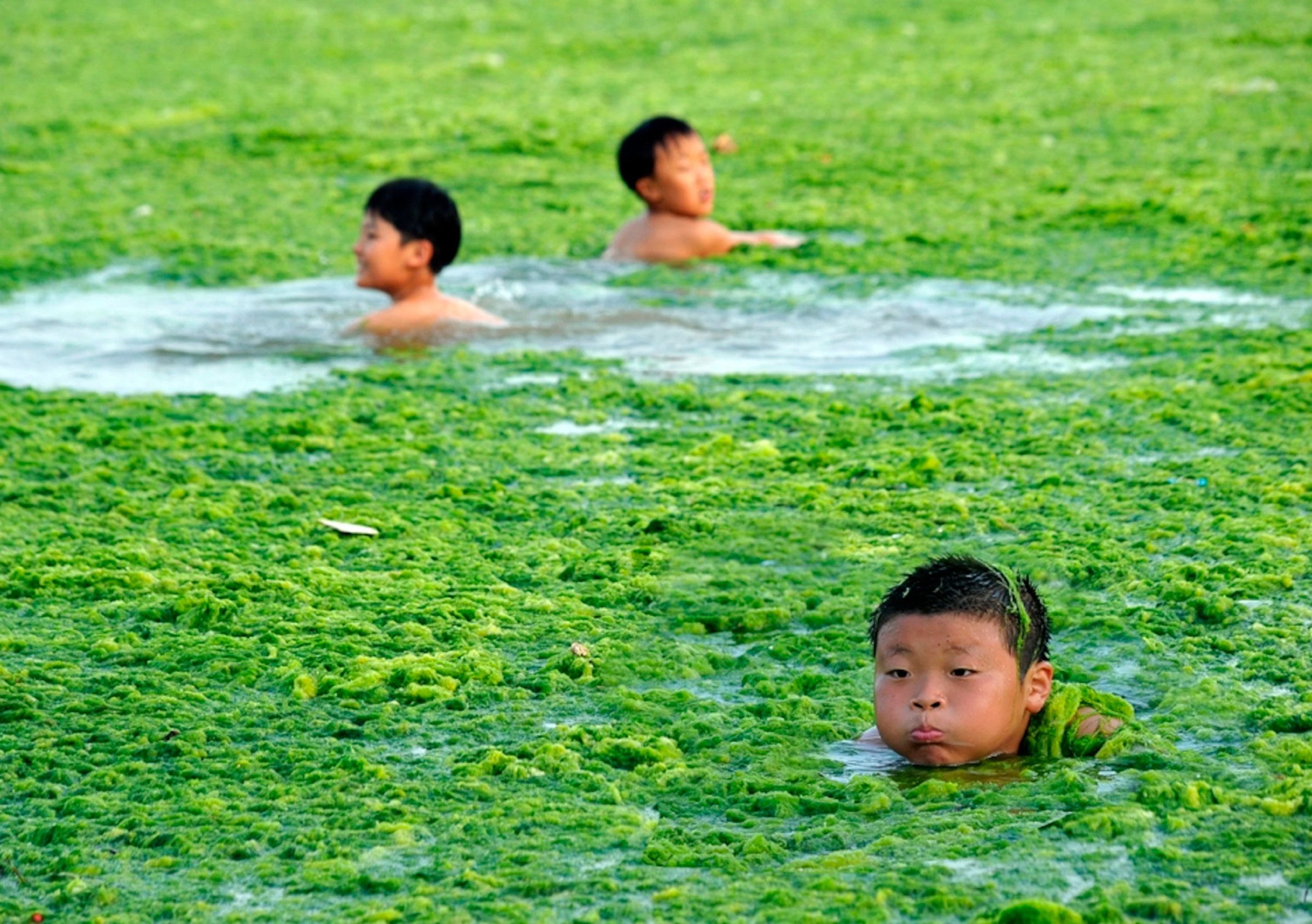 Китайские водоросли. Купание в водорослях. Купание в загрязненных водоемах. Купание в цветущей воде. Загрязнение воды в Китае.