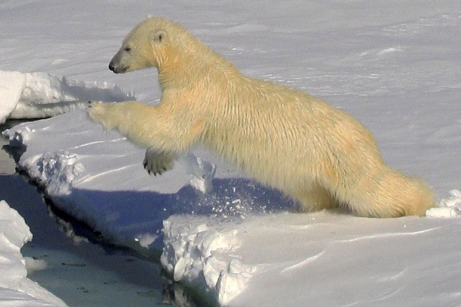 Nært på presset bamse.