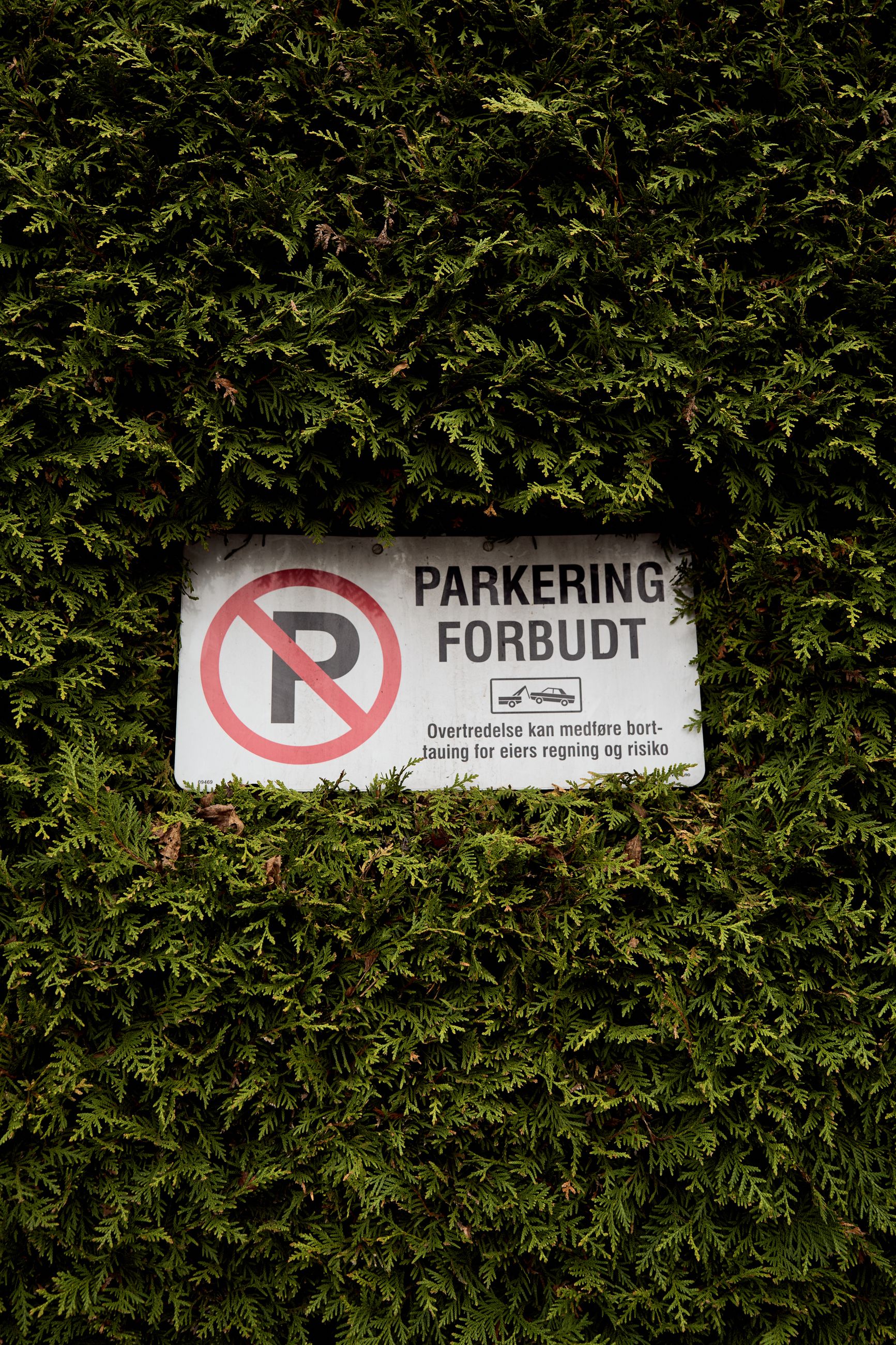 DEN ER GREI: Det er høy tuja-tetthet og klare regler på vestkanten i Oslo.