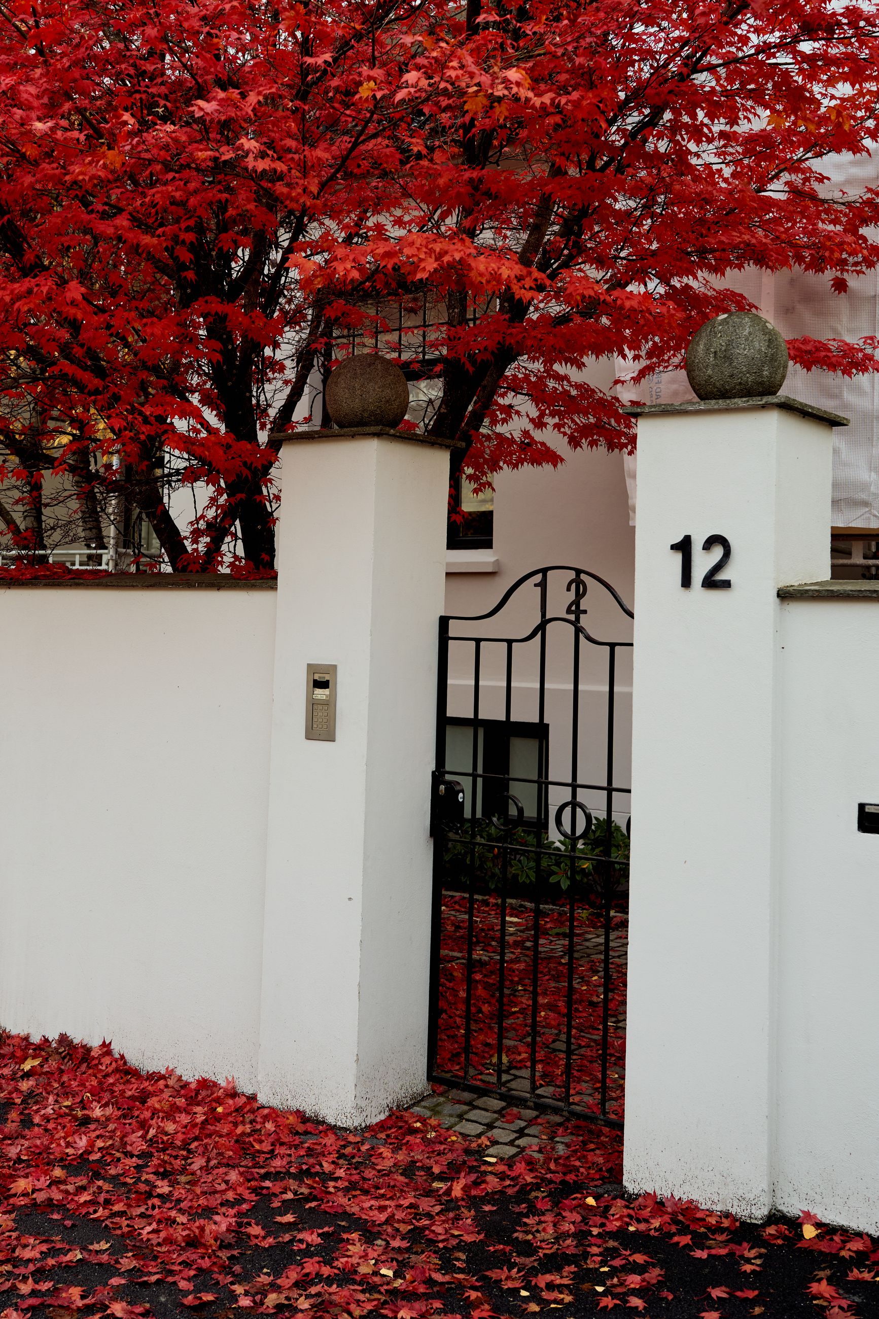 GJØR PORTEN SMAL: Mange av byggene i Thomas Heftyes gate er tegnet i nybarokk, tudor- og jugendstil. Ikke minst er det mange staselige trær, som dette japanske lønnetreet.