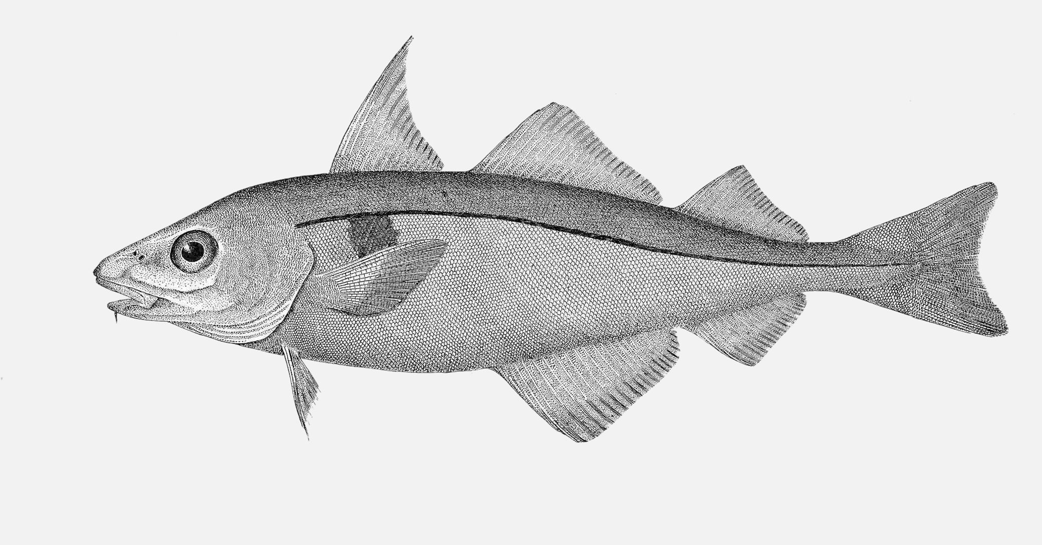 Тресковая рыба 6 букв. Пикша (Melanogrammus aeglefinus). Пикша Трескообразные. Отряд тресковые рыбы. Пикша отряд.
