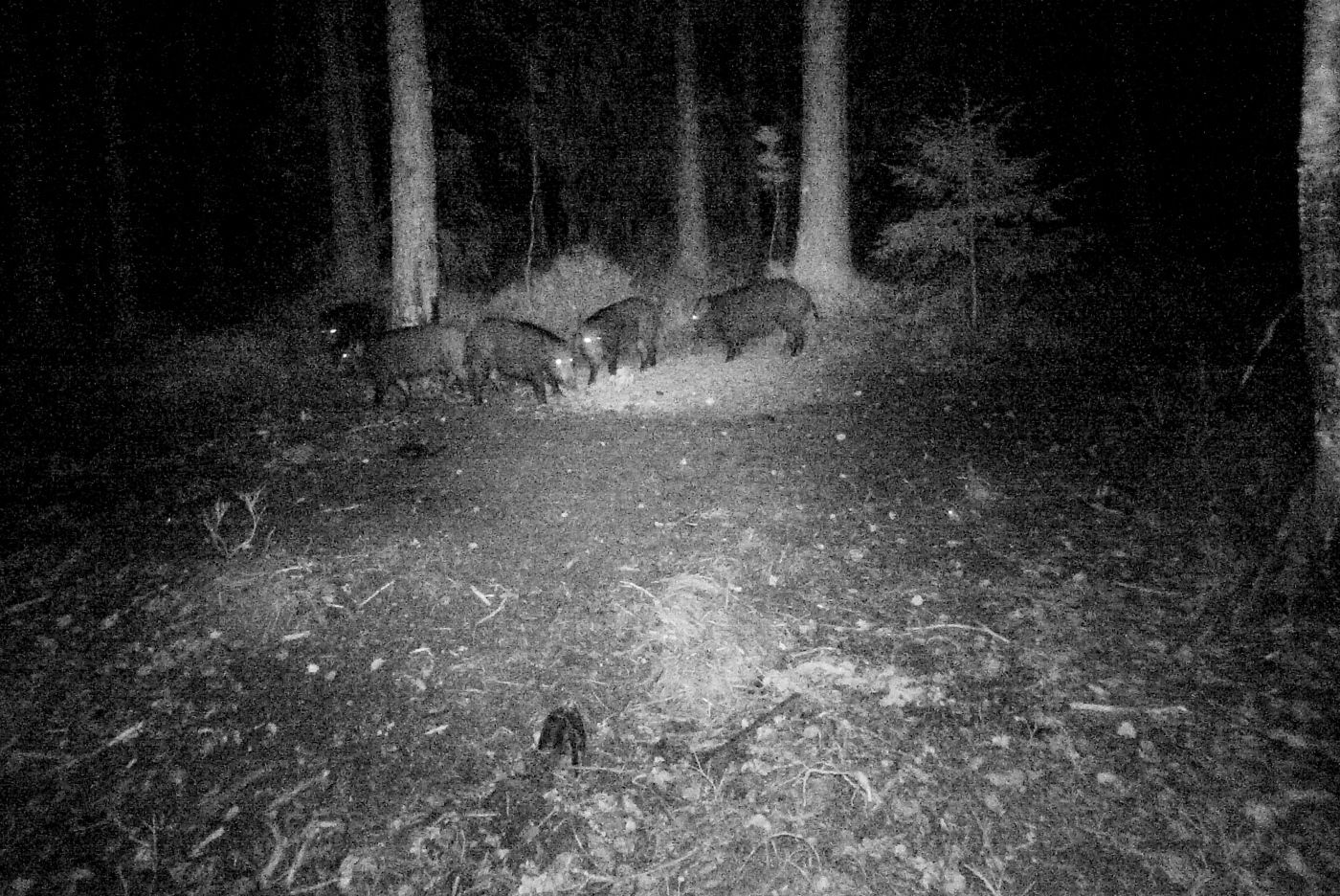 Villsvinjegere. villsvin