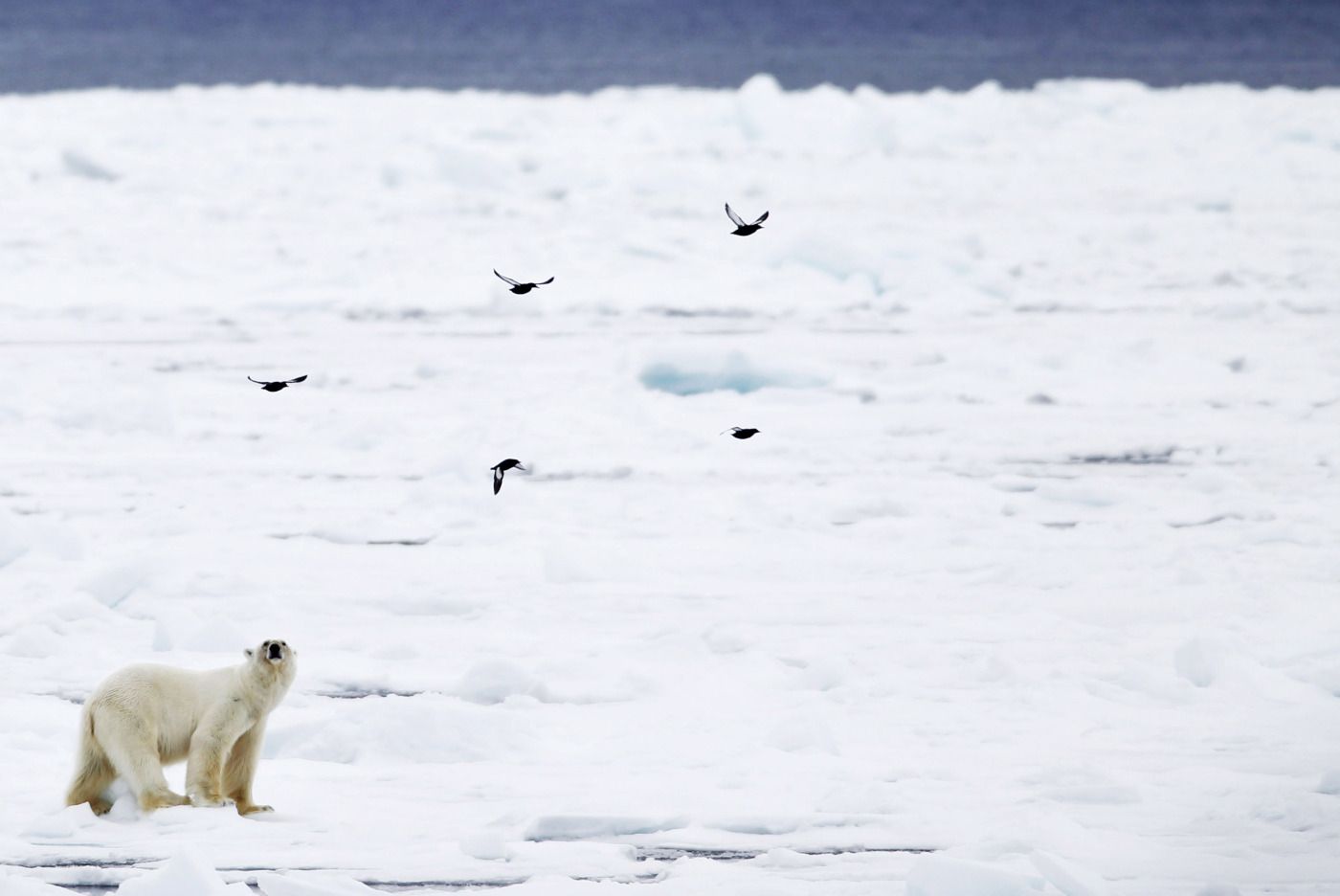 SPITSBERGEN  20100613. 
 En isbjørn går over isen ved Phippsøya, en av Sjuøyane nord for Nordaustlandet på Svalbard søndag 13. juni. På Svalbard er det ca 3000 isbjørner. Nå på forsommeren har de gode jaktmuligheter, og de må benytte sjansen til å fange sel før isen smelter for sommeren. 
 Foto: Håkon Mosvold Larsen / Scanpix