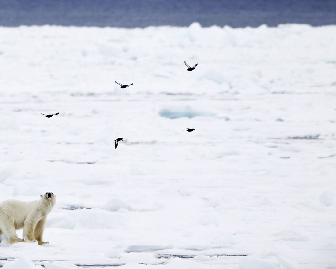 SPITSBERGEN  20100613. 
 En isbjørn går over isen ved Phippsøya, en av Sjuøyane nord for Nordaustlandet på Svalbard søndag 13. juni. På Svalbard er det ca 3000 isbjørner. Nå på forsommeren har de gode jaktmuligheter, og de må benytte sjansen til å fange sel før isen smelter for sommeren. 
 Foto: Håkon Mosvold Larsen / Scanpix