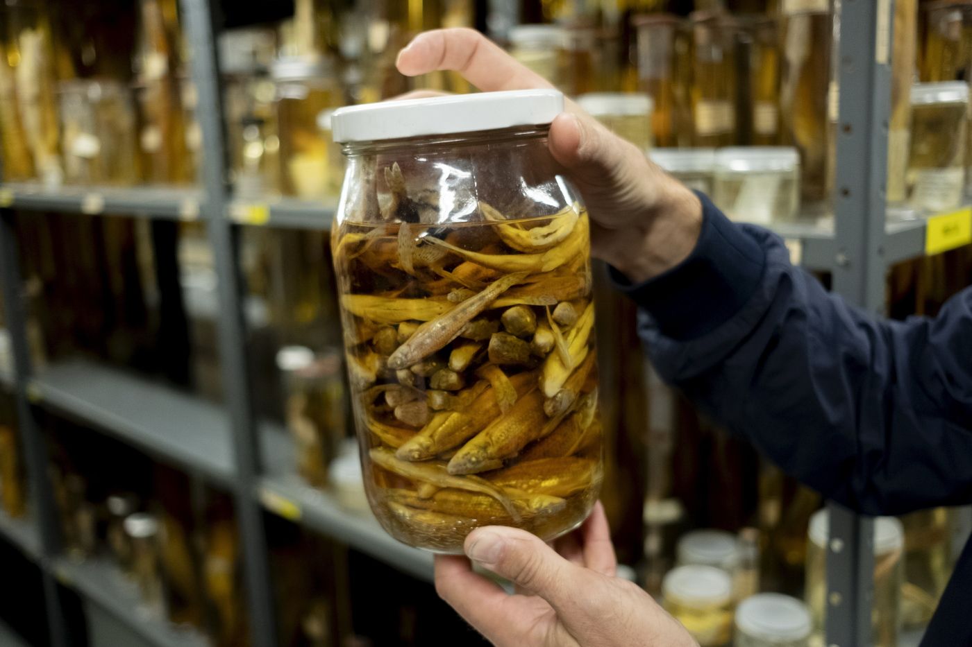 Materialepå Naturhistorisk museum som skal avhendes. Jon Lønnve viser rundt.