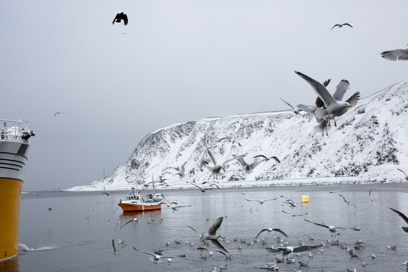 Fiskemottaket Nordvågen AS i Nordvågen er en av bedriftene som går bra i Nordkapp kommune. I 2016 var de på DNs liste over gasellebedrifter. 
  
 Foto: Maria GossÈ 
 Journalist: Astrid Hygen Meyer