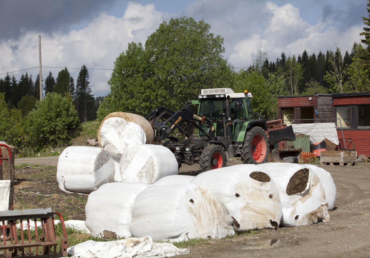 Landbruk, jordbruk, husdyr, 
  
 Foto: Tom Henning Bratlie/Klassekampen
