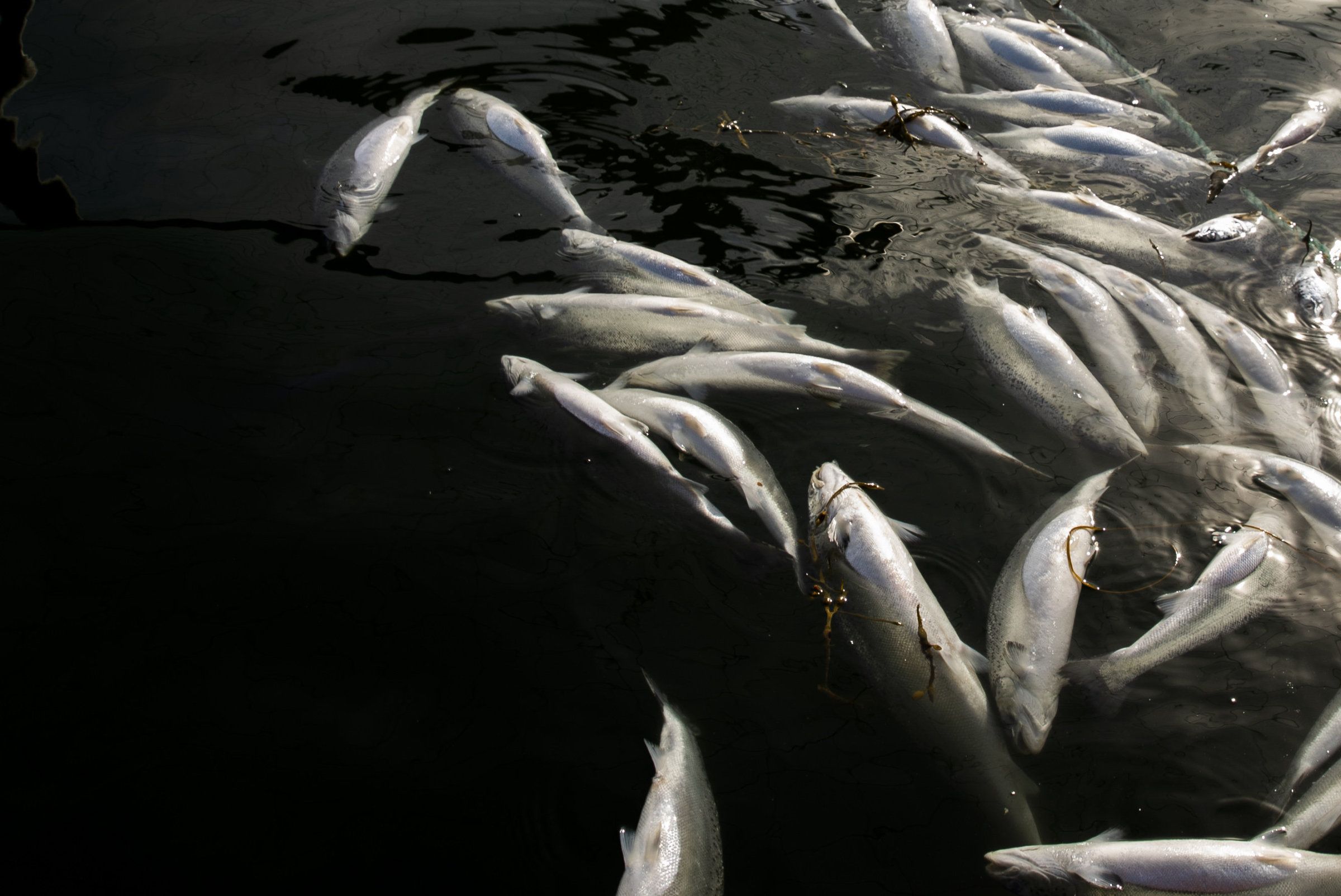 Oslo  20190527. 
 Fiskeriminister Harald T. Nesvik besøker algerammede oppdretter Tom Jarle Bjørkly,  daglig leder i Mortenlaks i Lødingen.  Her ute ved merdene ved Rinøya i Lødingen der død laks ligger med buken opp flytende i vannet. 
  
 Foto: Berit Roald / NTB