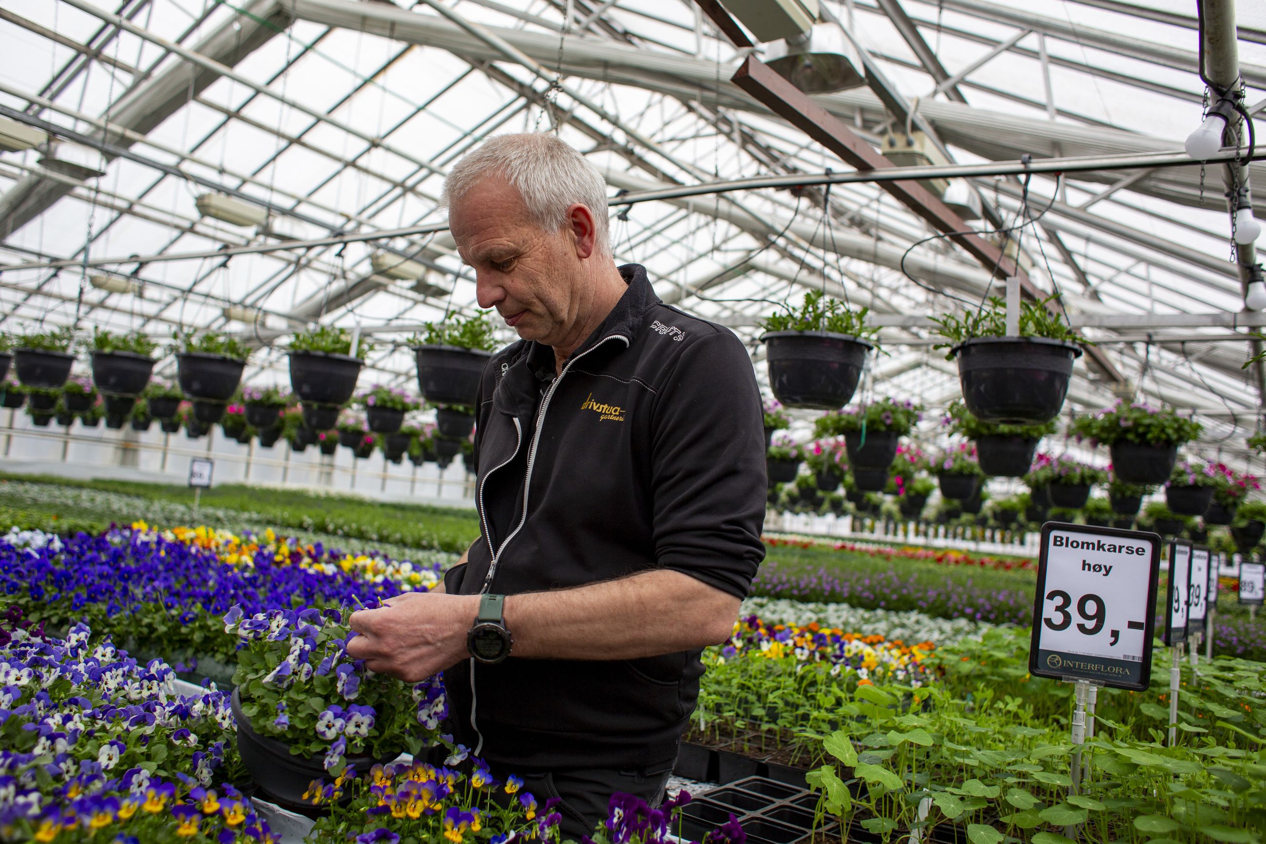 BLOMSTERHAV: Ole Hogstad eier Drivstua Gartneri i Trondheim. Når strømprisene går i taket, må han skru av vekstlampene.