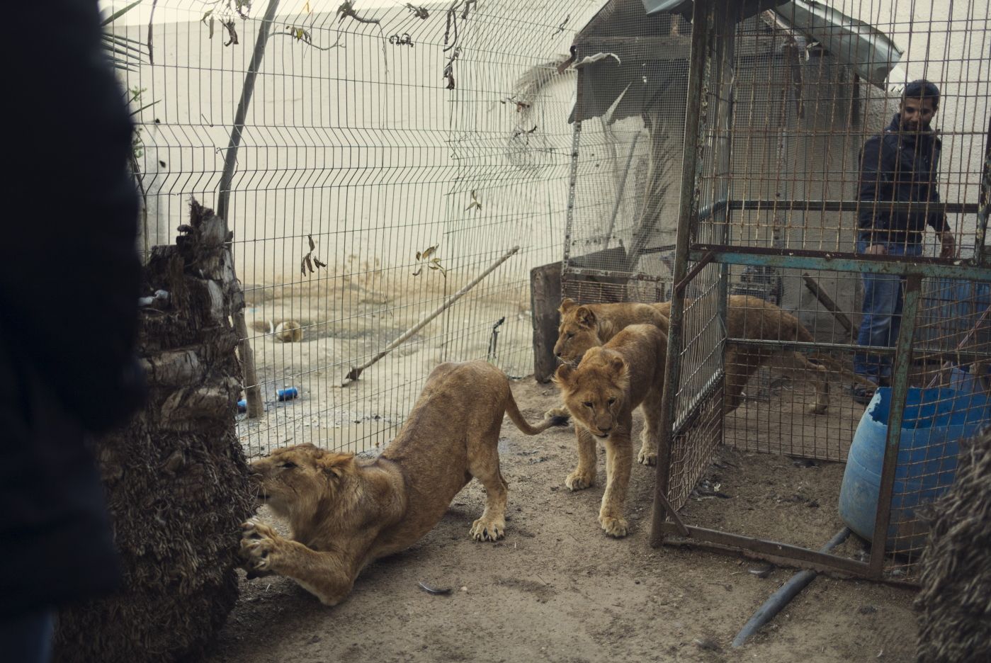 GAZA Eieren solgte løveunger på Facebook, den har blitt jevnet med jorden og utstoppede aper drept av bomber, forteller om det dramatiske livet i en dyrehage på Gaza. Bli med på innsiden. 
  
 Nå er det tre store løveunger i dyrehagen, som lever på knappe ti kvadratmeter tilsammen. Her får de en etterlengtet luftetur ut i et litt større bur. 
  
 Foto: Kyrre Lien