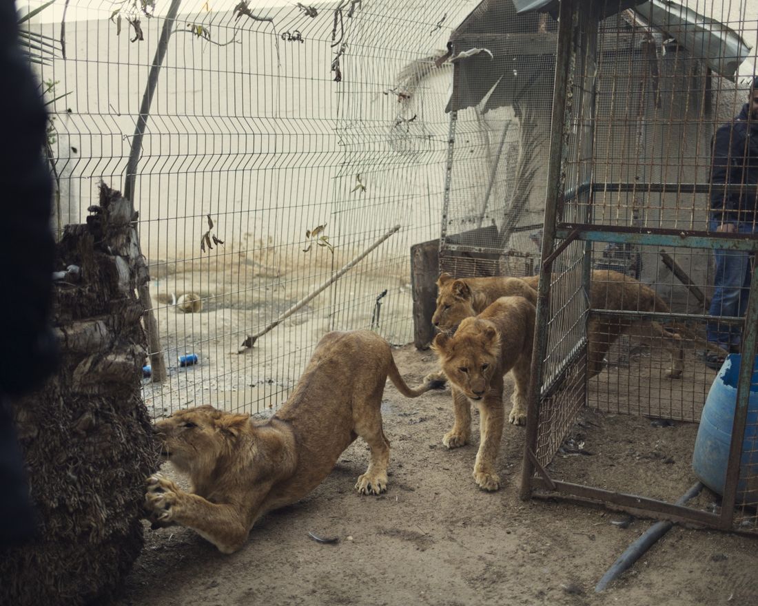 GAZA Eieren solgte løveunger på Facebook, den har blitt jevnet med jorden og utstoppede aper drept av bomber, forteller om det dramatiske livet i en dyrehage på Gaza. Bli med på innsiden. 
  
 Nå er det tre store løveunger i dyrehagen, som lever på knappe ti kvadratmeter tilsammen. Her får de en etterlengtet luftetur ut i et litt større bur. 
  
 Foto: Kyrre Lien