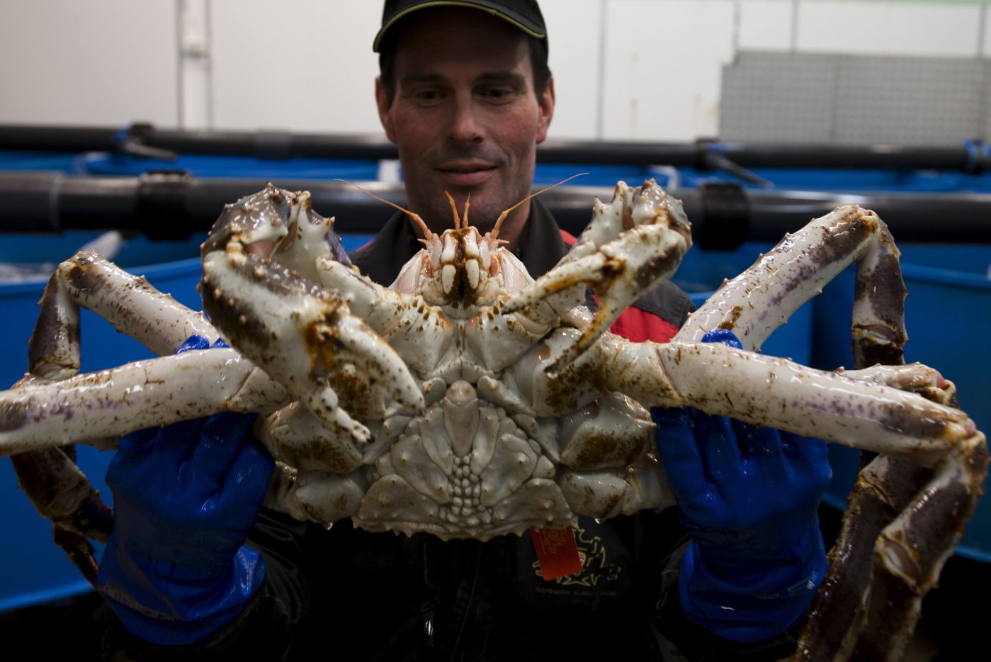 Bugøynes, kongekrabbe, Christian Petterson 
 Foto: Ole Magnus rapp