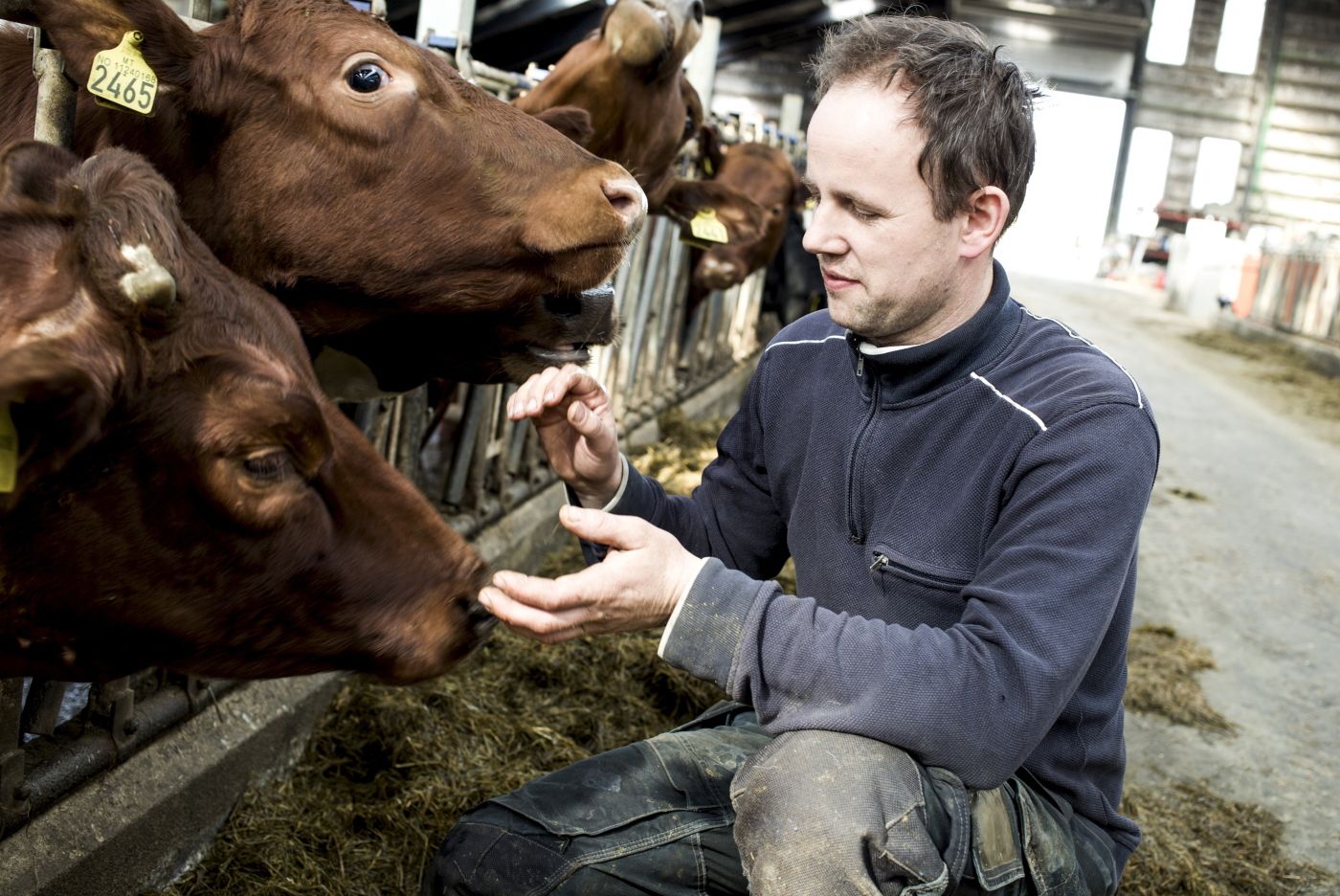 Styremedlem i Norges Bondelag, Arnstein Røyneberg driv storgard i Sola kommune. Her med mjølkekyr.