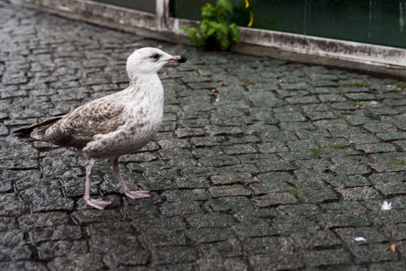 Øyafestivalen 2017 
 / 
 The xx opptrer på Amfi Scene 
 / publikum