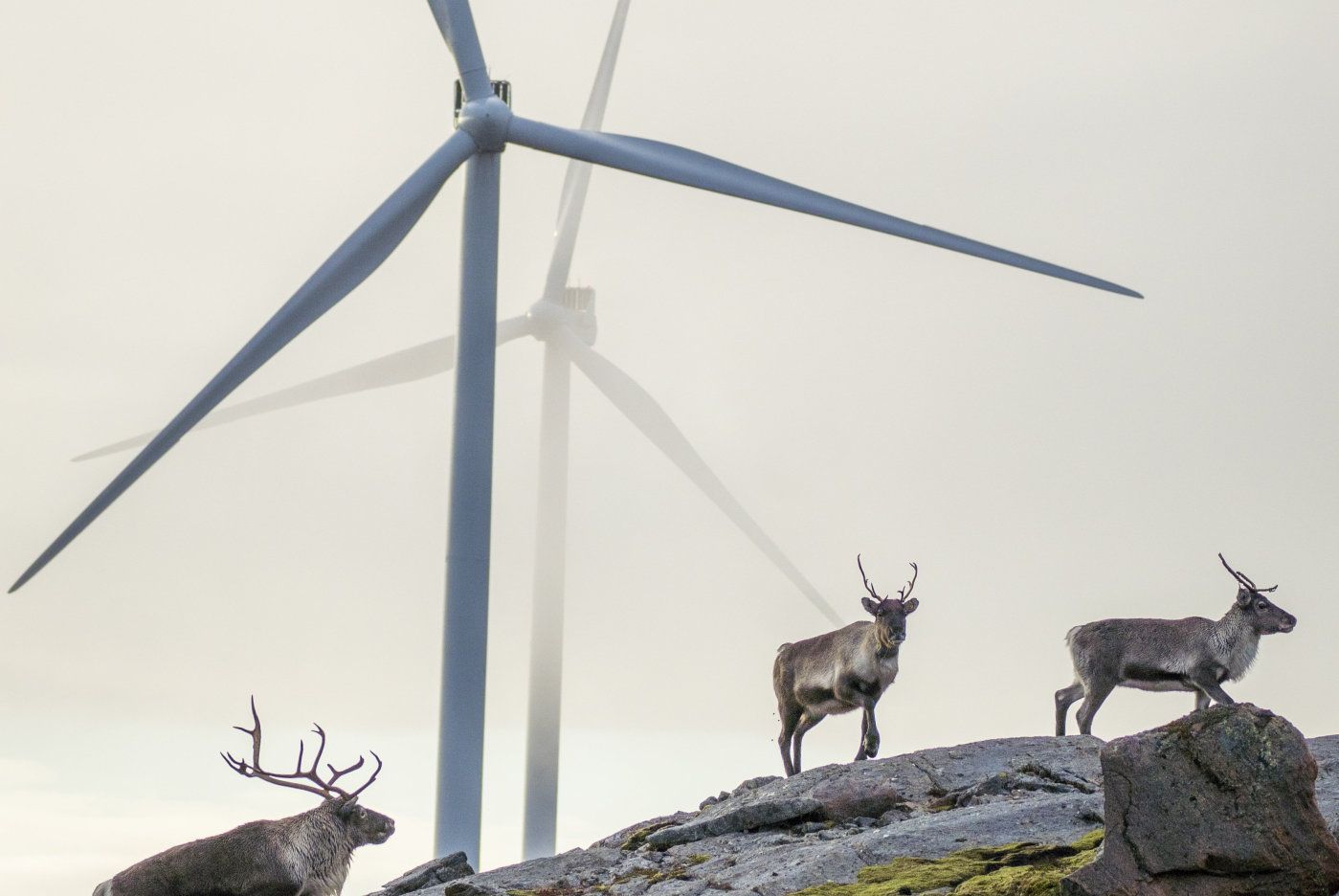 Åfjord Fosen 20201013. 
 Reinsdyr vandrer rundt vindmøllene på Storheia vindpark, som er den største av vindparkene i porteføljen til Fosen Vind, og den andre av vindparkene som ble bygget. Da den ble overført til ordinær drift i februar 2020 var den Norges største med 80 turbiner og en installert effekt på 288 MW. 
 Foto: Heiko Junge / NTB