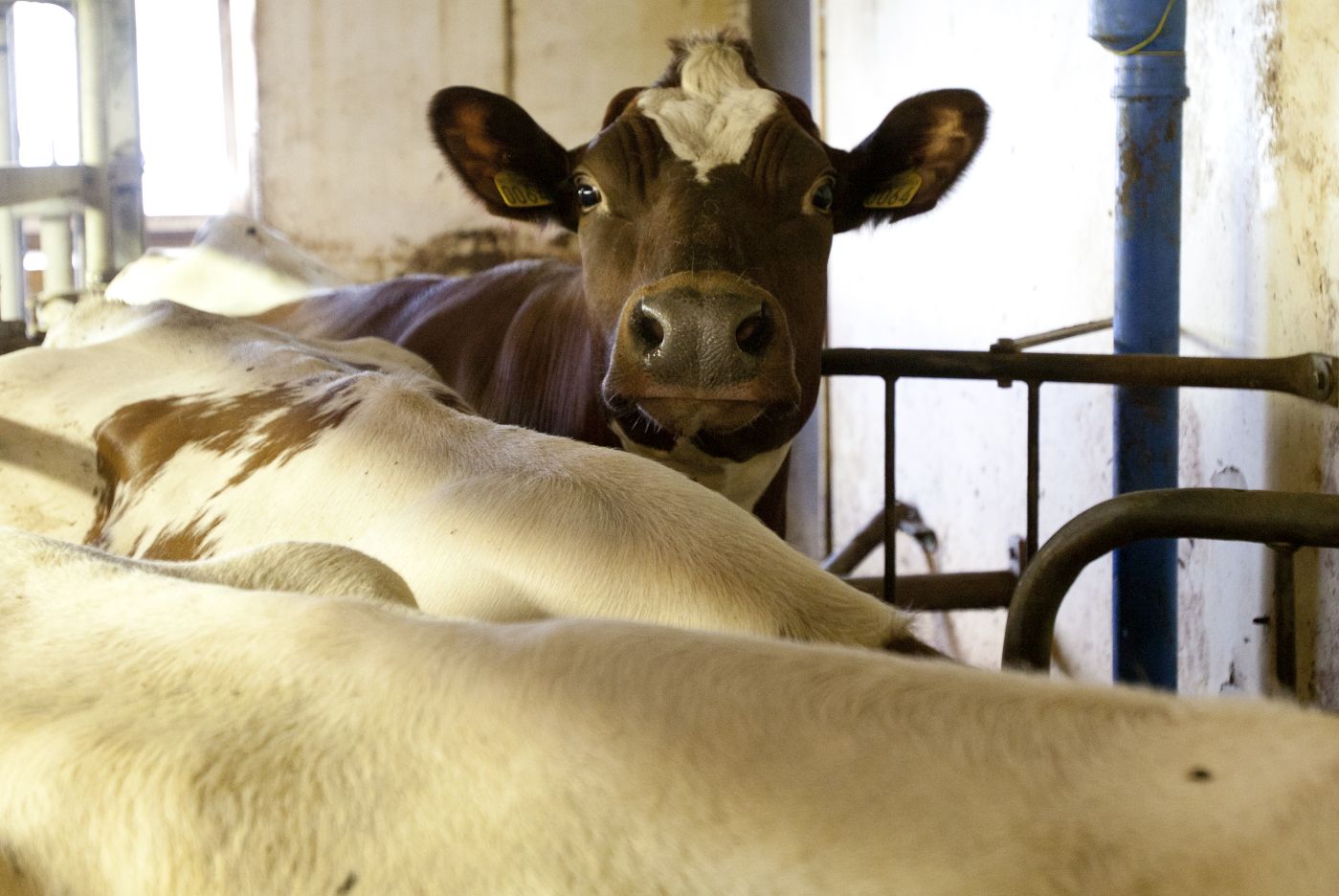 Landbruk, jordbruk, husdyr, melkekyr, ku, fjøs 
  
 Foto: Tom Henning Bratlie/Klassekampen