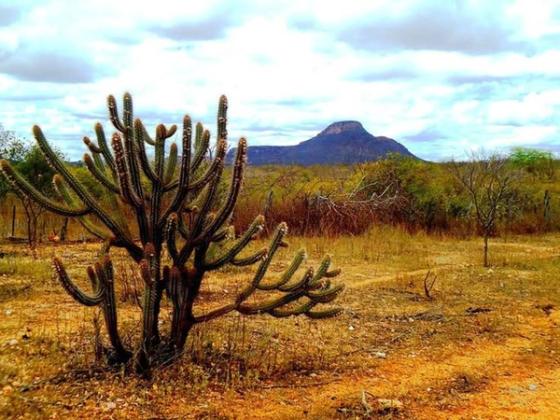 Um cacto espinhoso com várias ramificações se destaca em um ambiente árido, com vegetação rasteira ao redor. Ao fundo, uma paisagem de montanhas e céu nublado compõem o cenário.