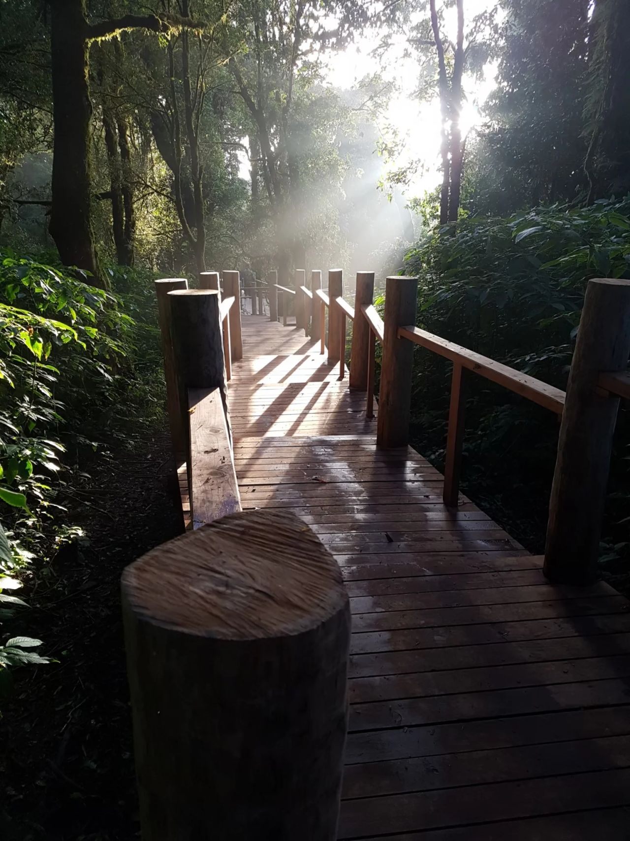 Inthanon Walkway — project photograph 6