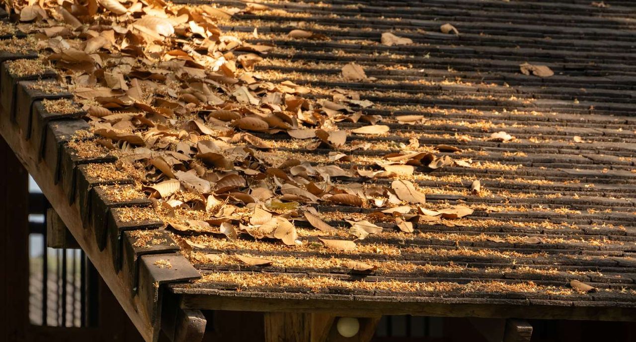 Close-up of a leaf-thatched roof on a timber frame