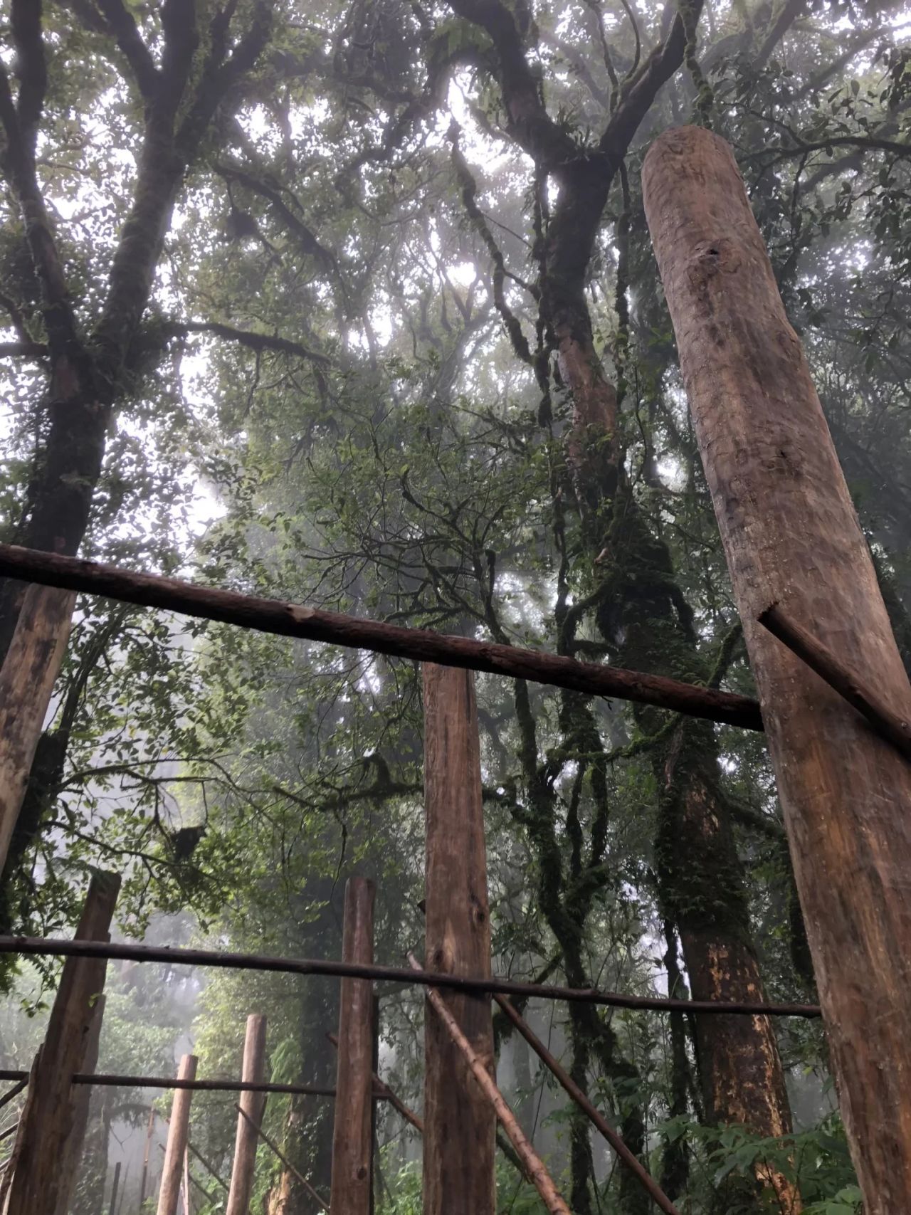 Inthanon Walkway — project photograph 12