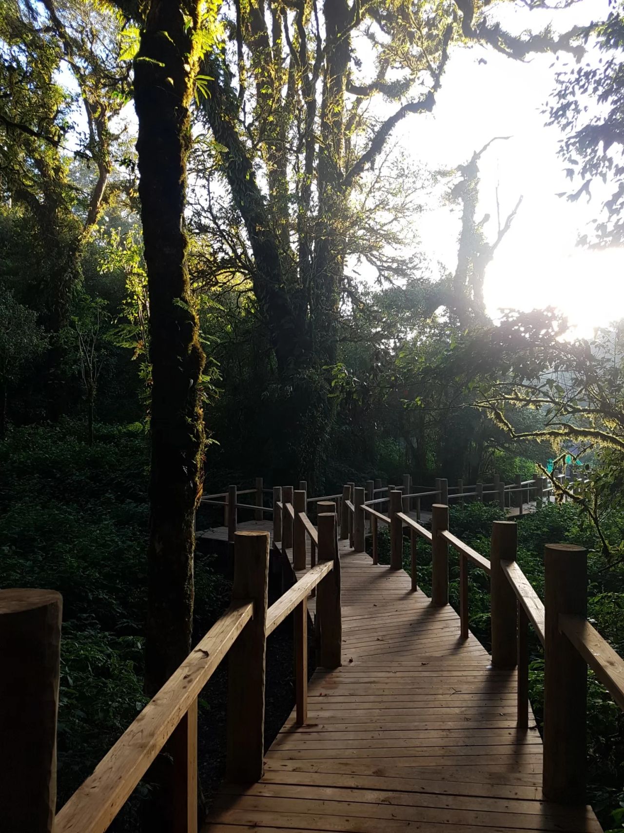 Inthanon Walkway — project photograph 5