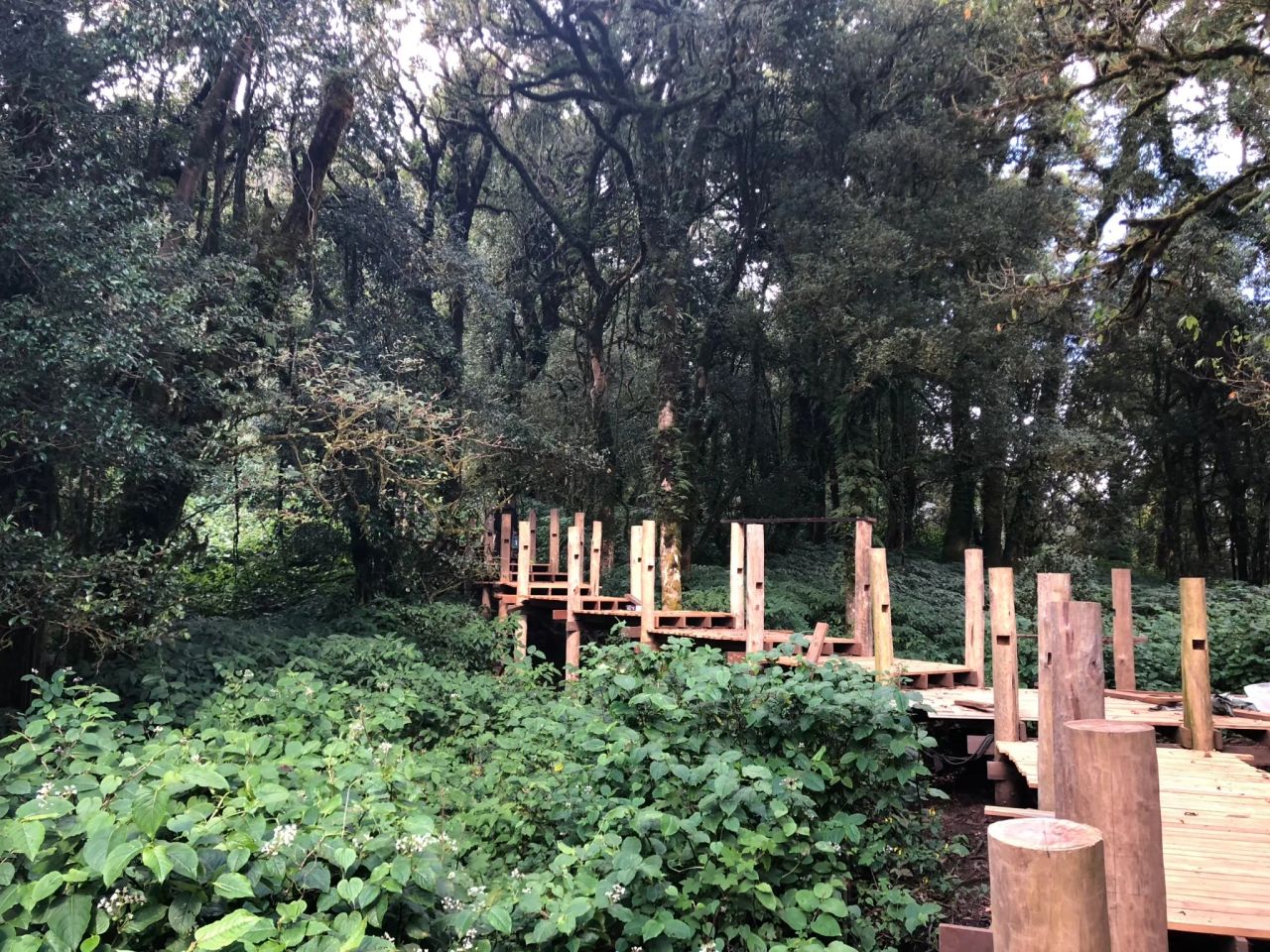Inthanon Walkway — project photograph 10