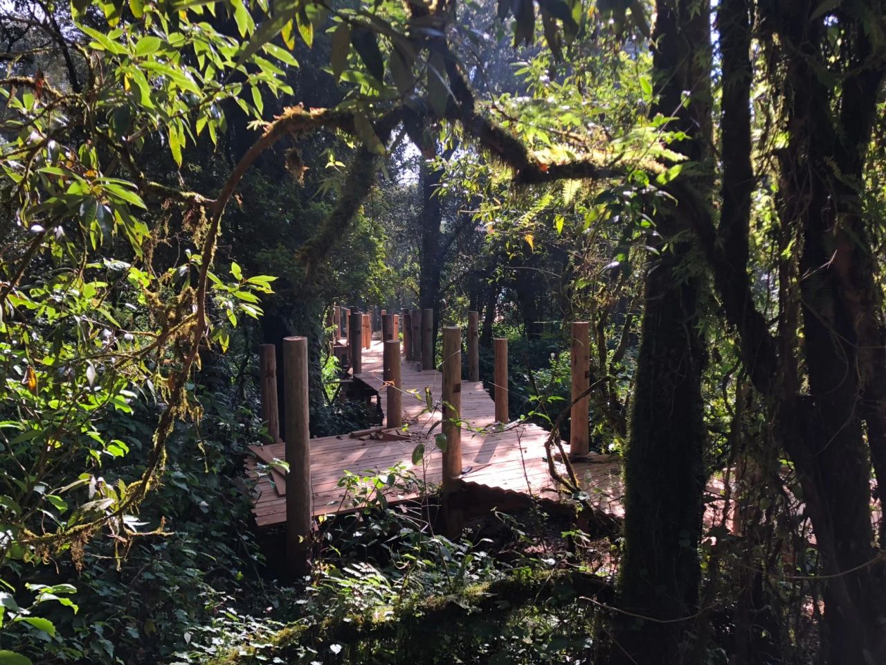 Inthanon Walkway — project photograph 9