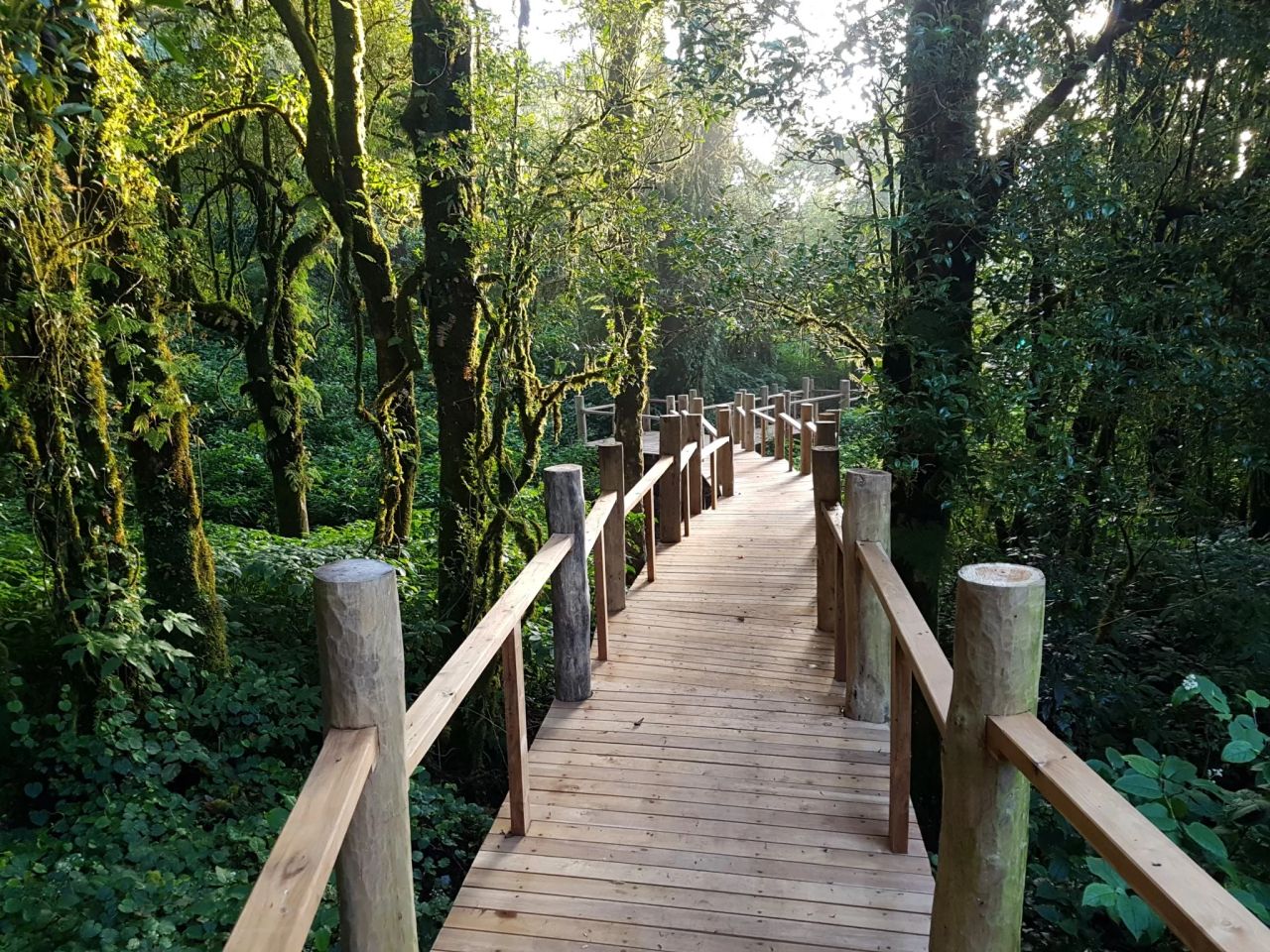 Inthanon Walkway — project photograph 7