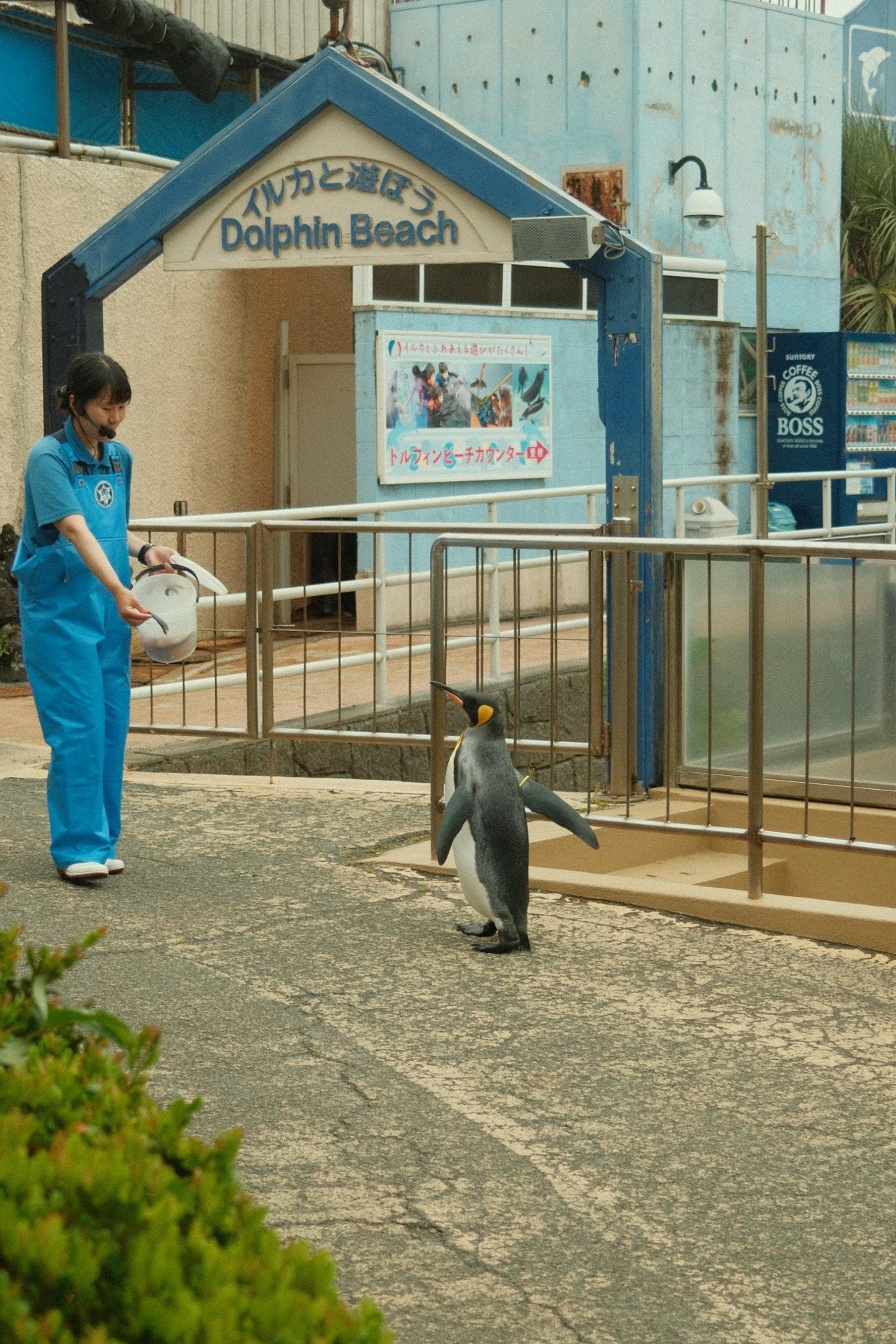 King penguin walking toward a keeper holding a bucket outside the Dolphin Beach building
