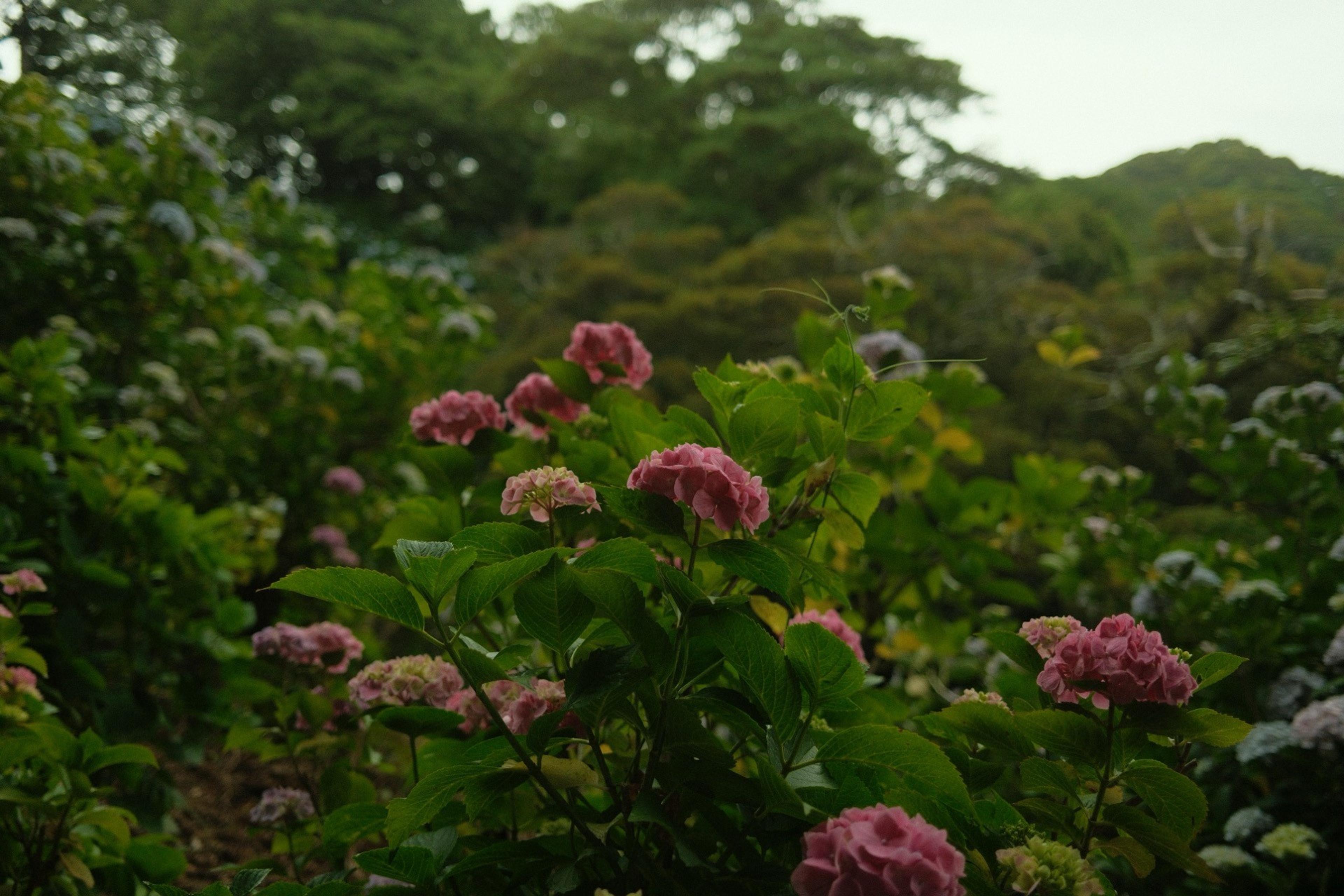 Pink hydrangeas in the foreground of a lush green hillside garden on an overcast day