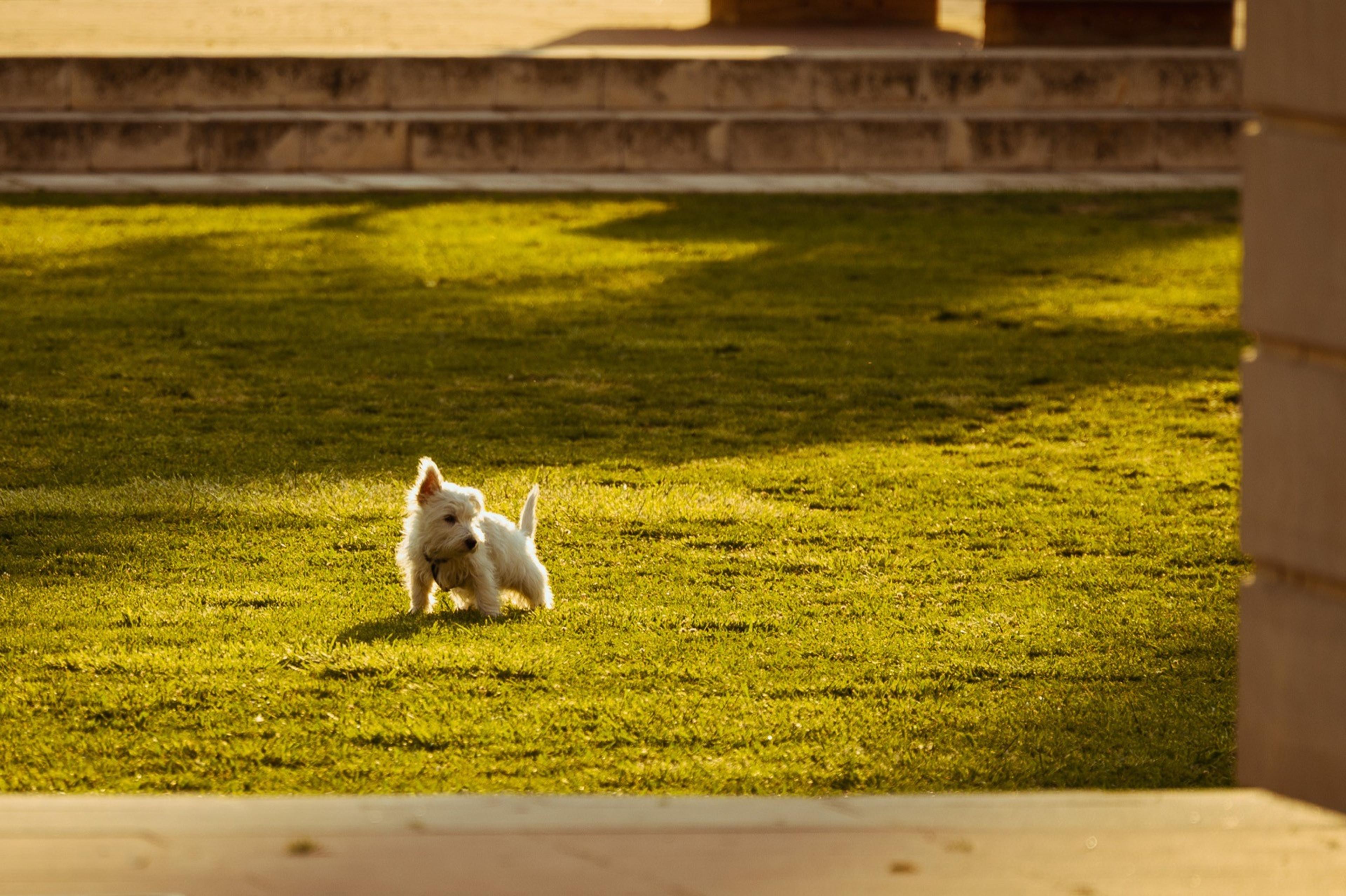Small white terrier standing on a sunlit lawn in warm evening light