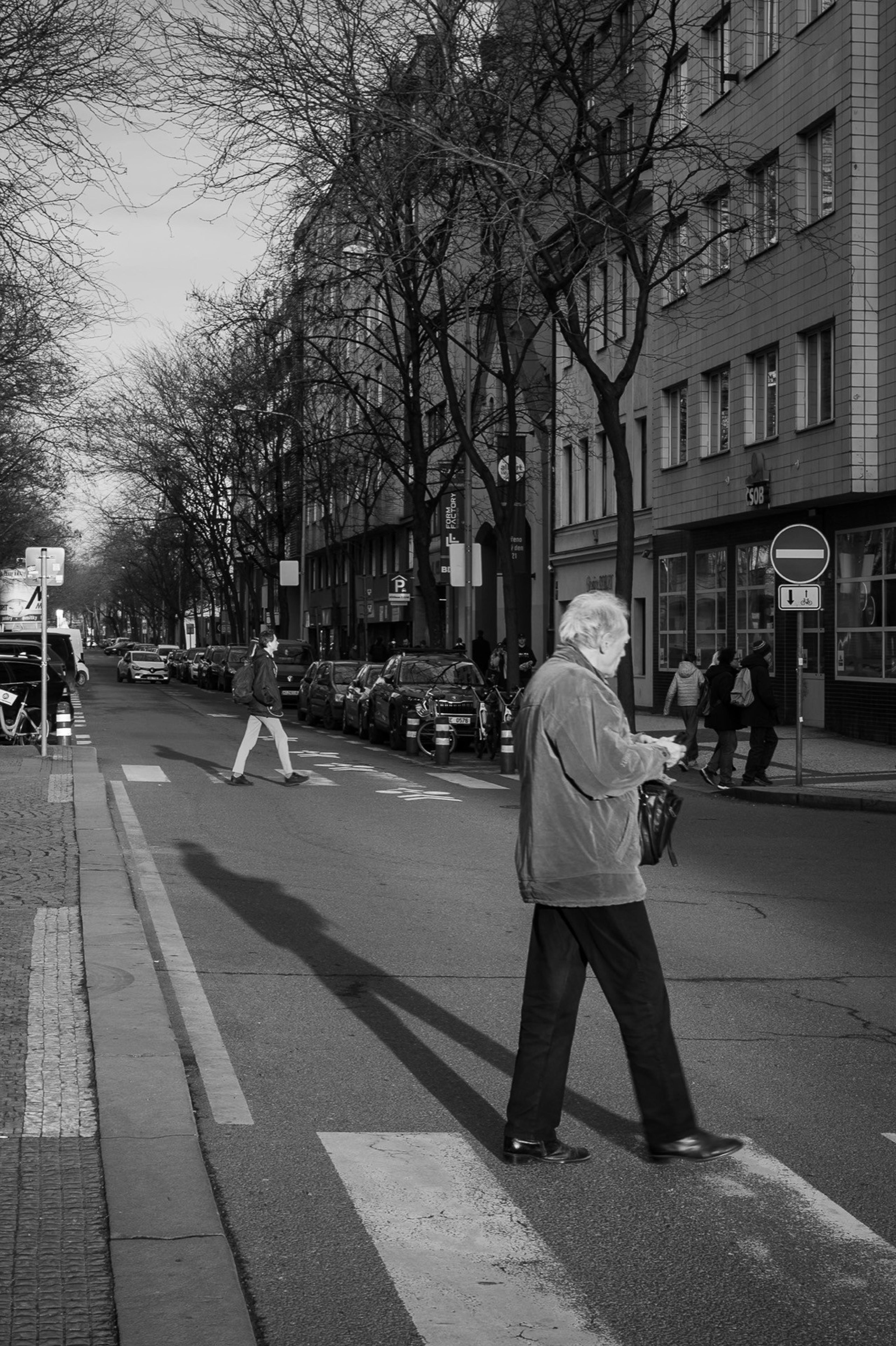Black and white street scene of an older man crossing at a zebra crossing on a tree-lined city street