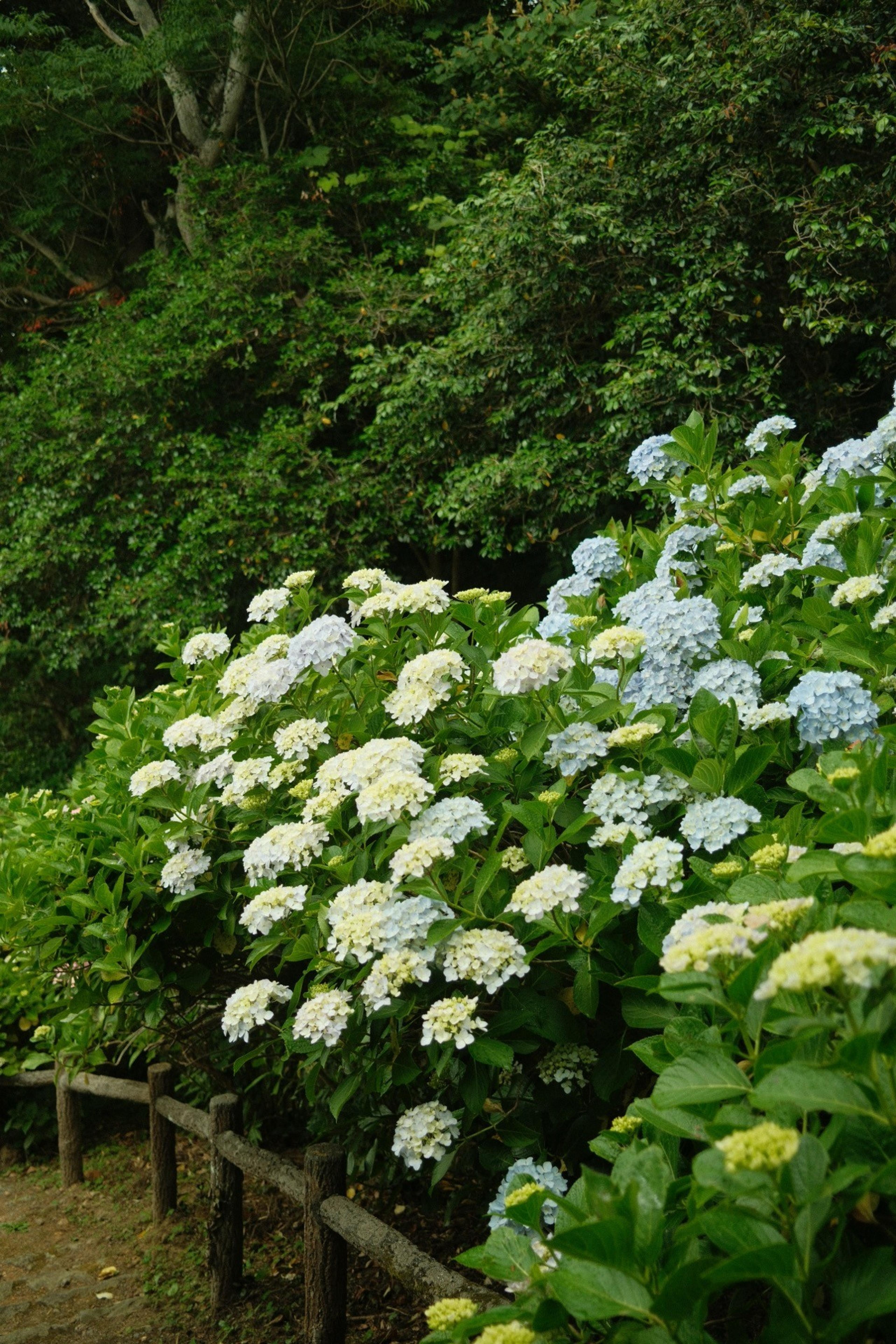 White and pale blue hydrangeas spilling over a wooden fence beside a forest path