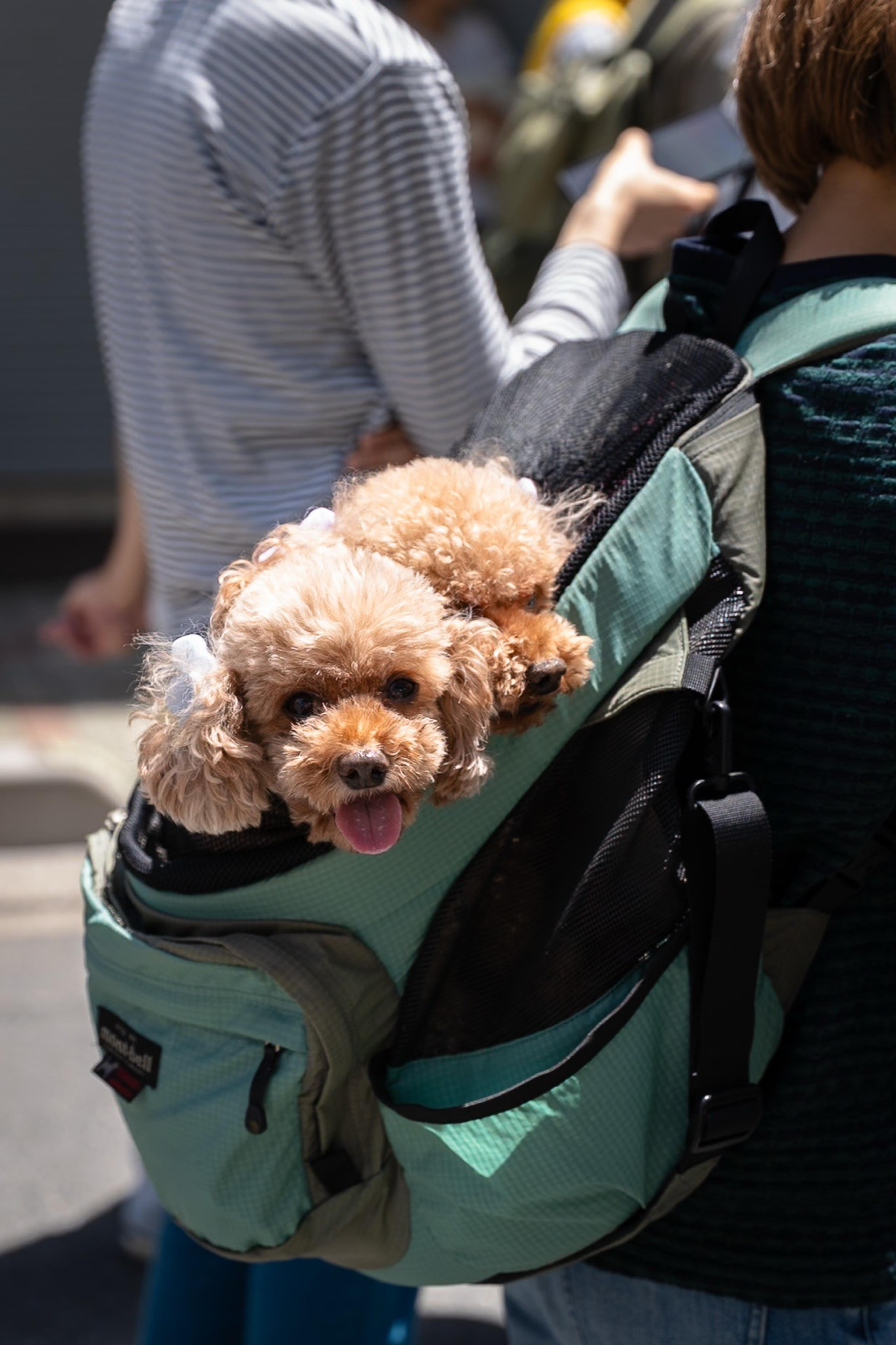 Two fluffy toy poodles peeking out of a green pet backpack, one with its tongue out